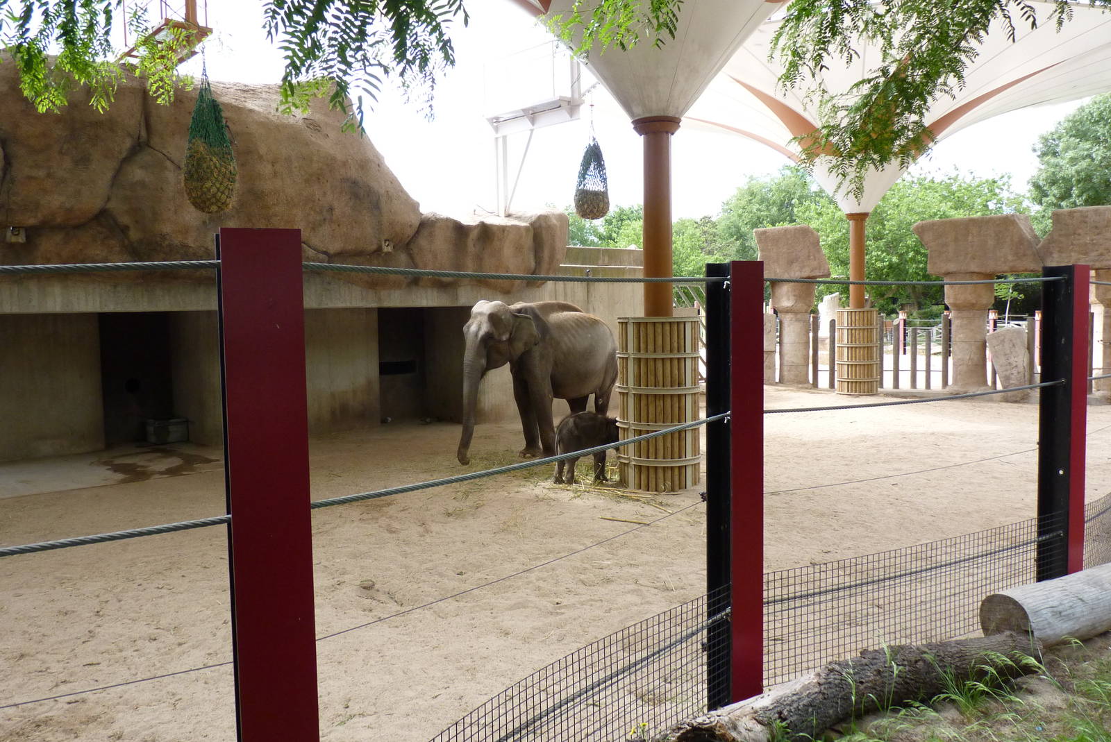 Asian Elephants, June 2013