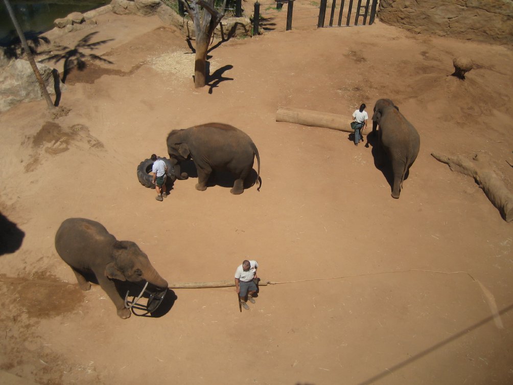 Asian Elephants & Keepers