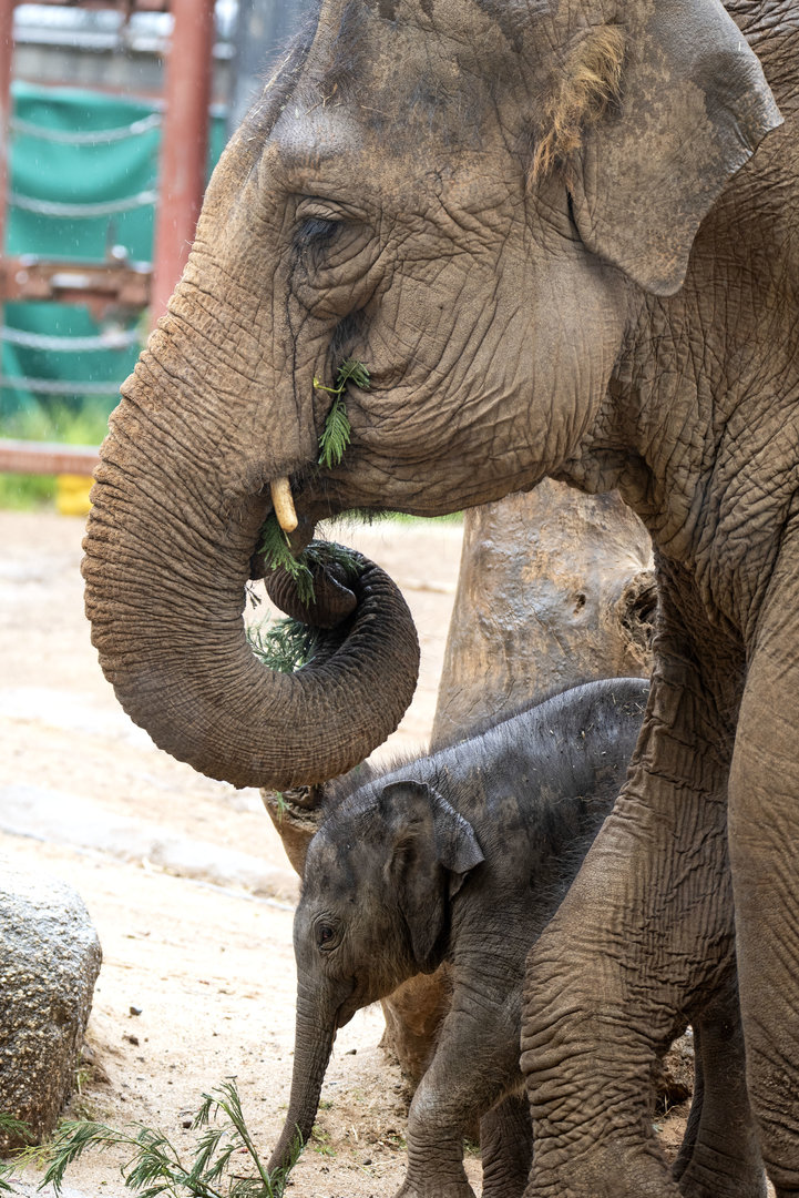 Asian elephants 'Kulab' and 'Aiyara'