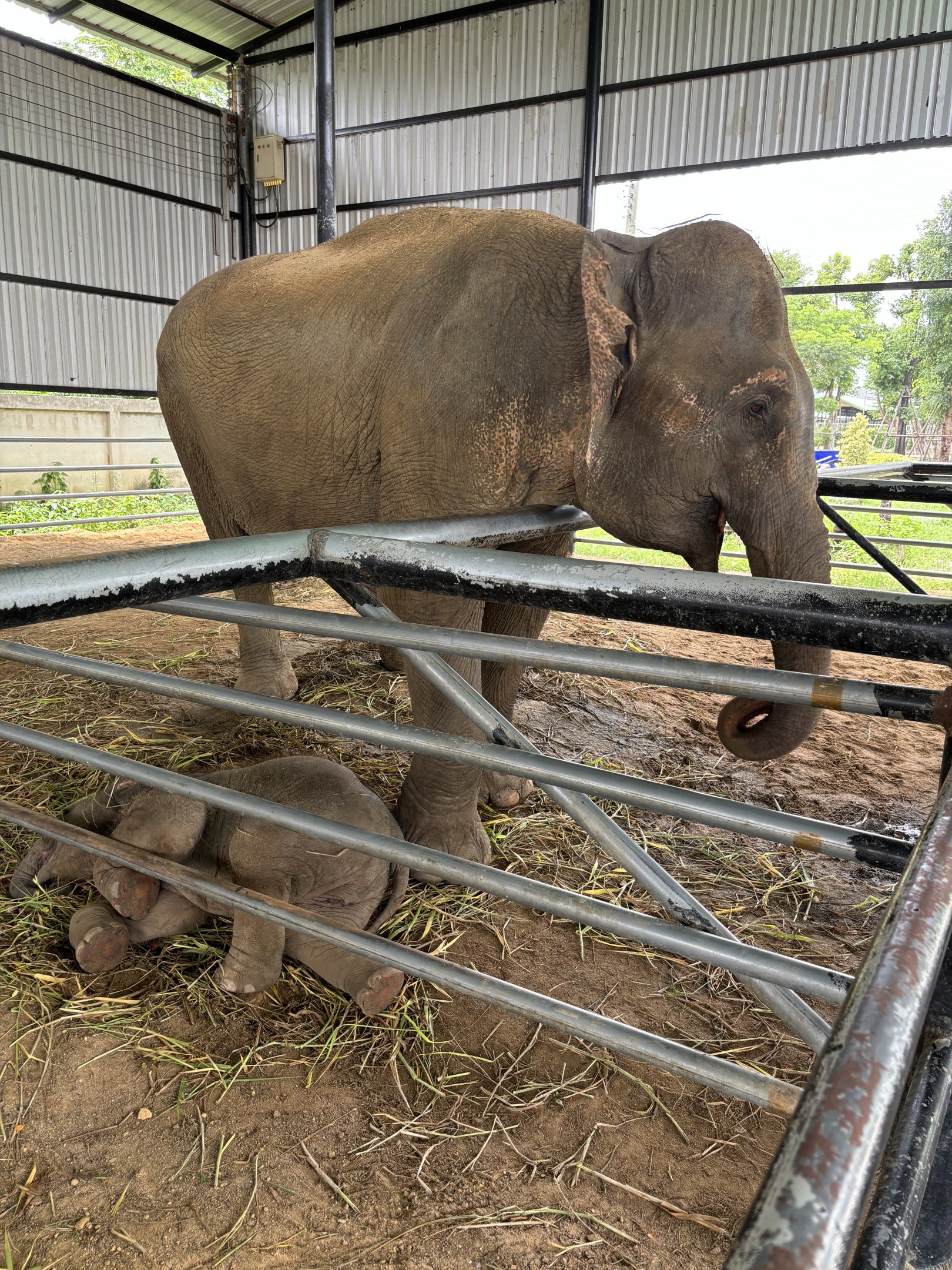 Asian Elephants - Lion Park