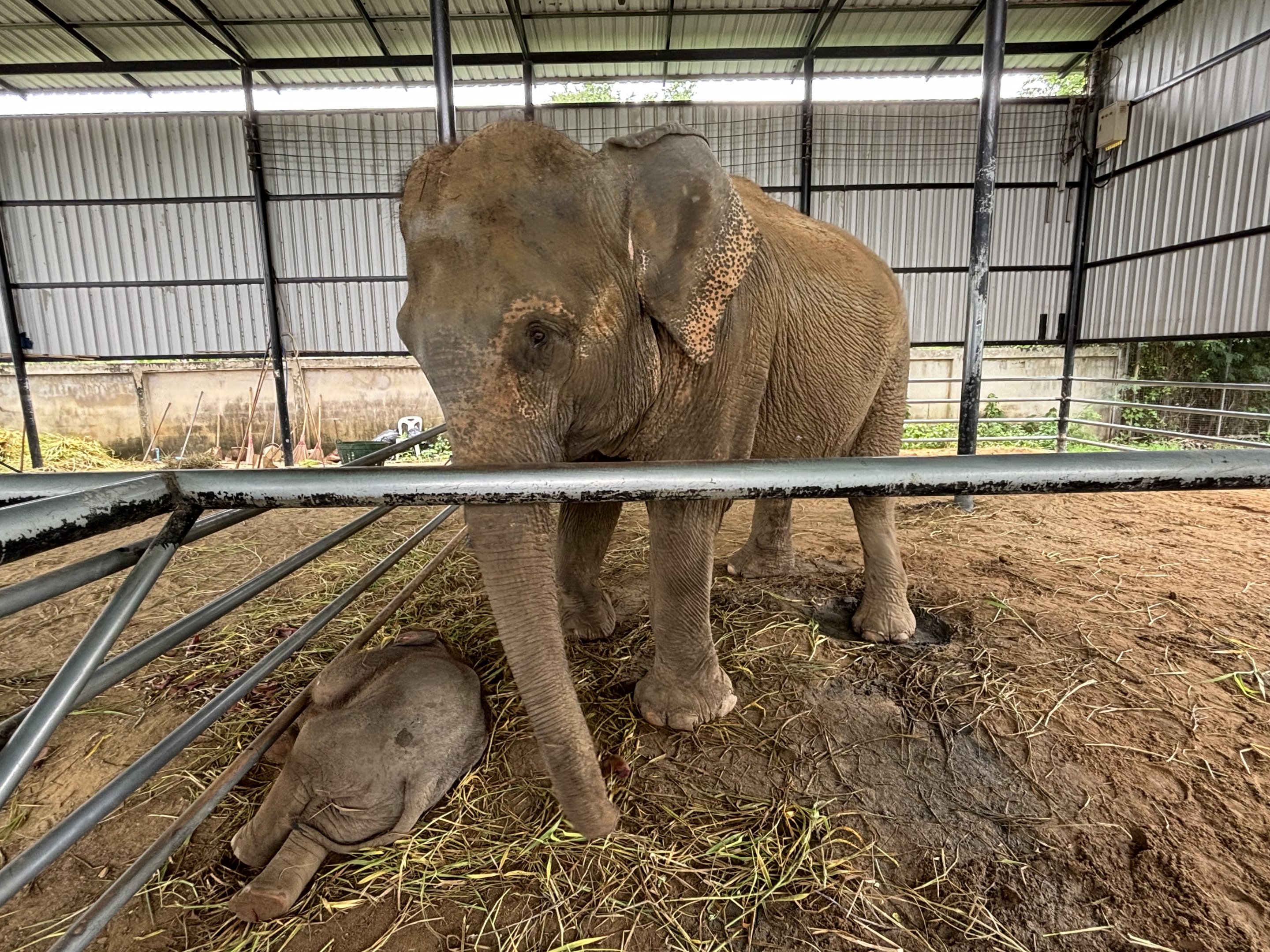 Asian Elephants - Lion Park