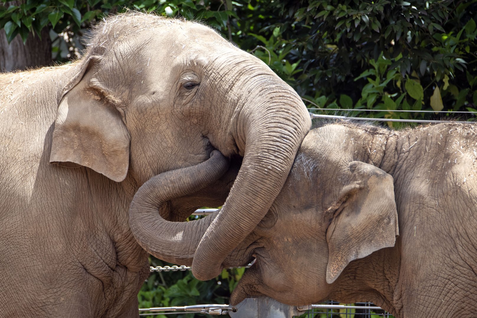 Asian elephants 'Luk Chai' and 'Mali'