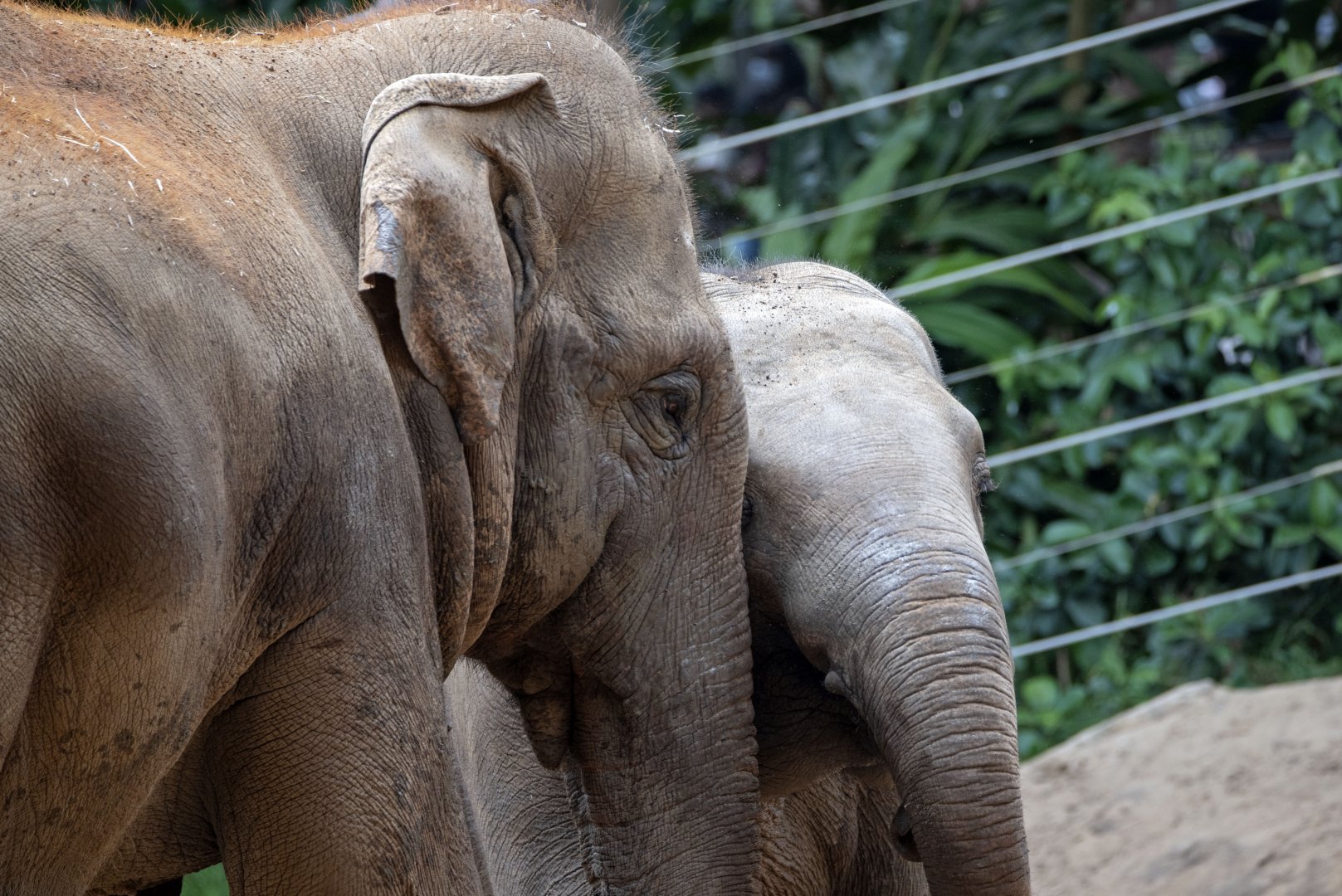 Asian elephants 'Luk Chai' and 'Man Jai'