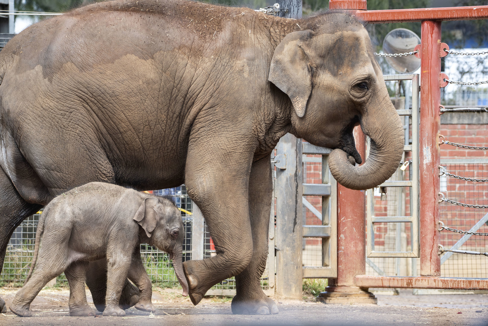 Asian Elephants 'Mali' and 'Roi Yim'