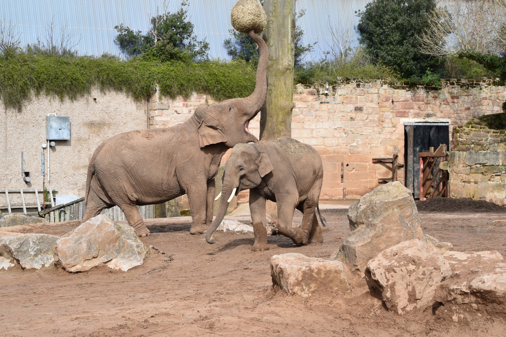 Asian elephants "Maya" and "Anjan"