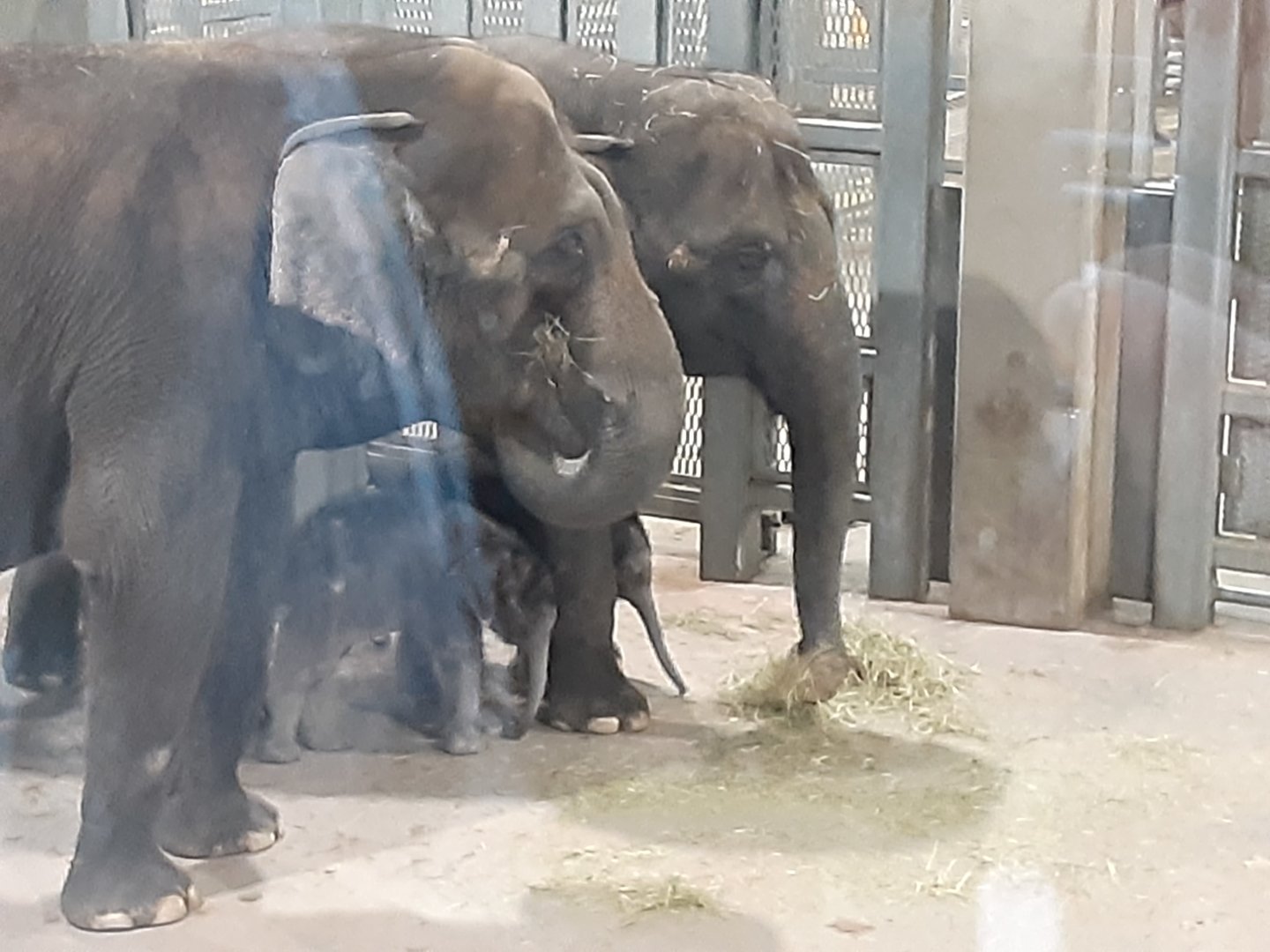 Asian Elephants- Mom, Grandma, and Twins!