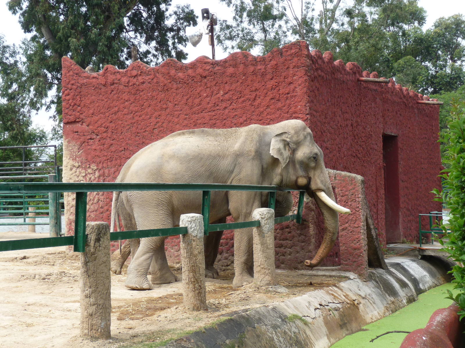 asian elephants morelia zoo