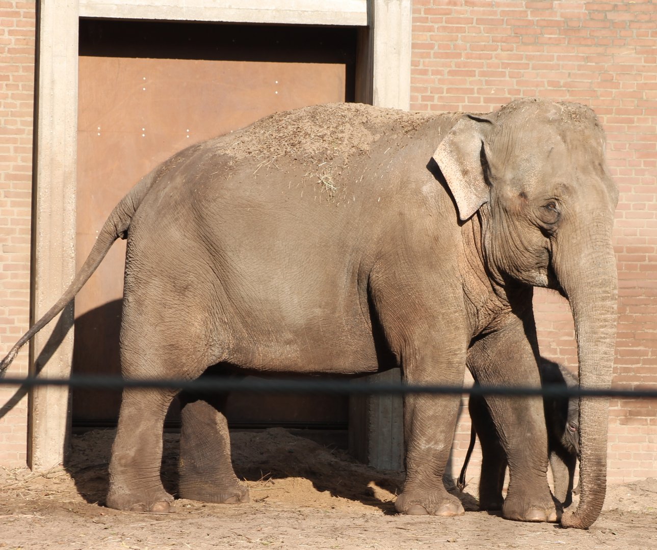Asian Elephants - Mother and Daughter