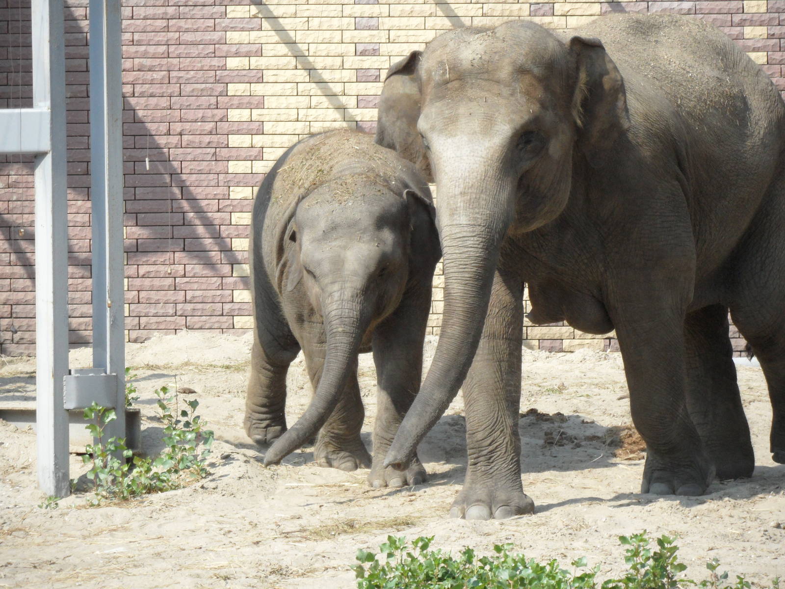 Asian elephants - mother & calf