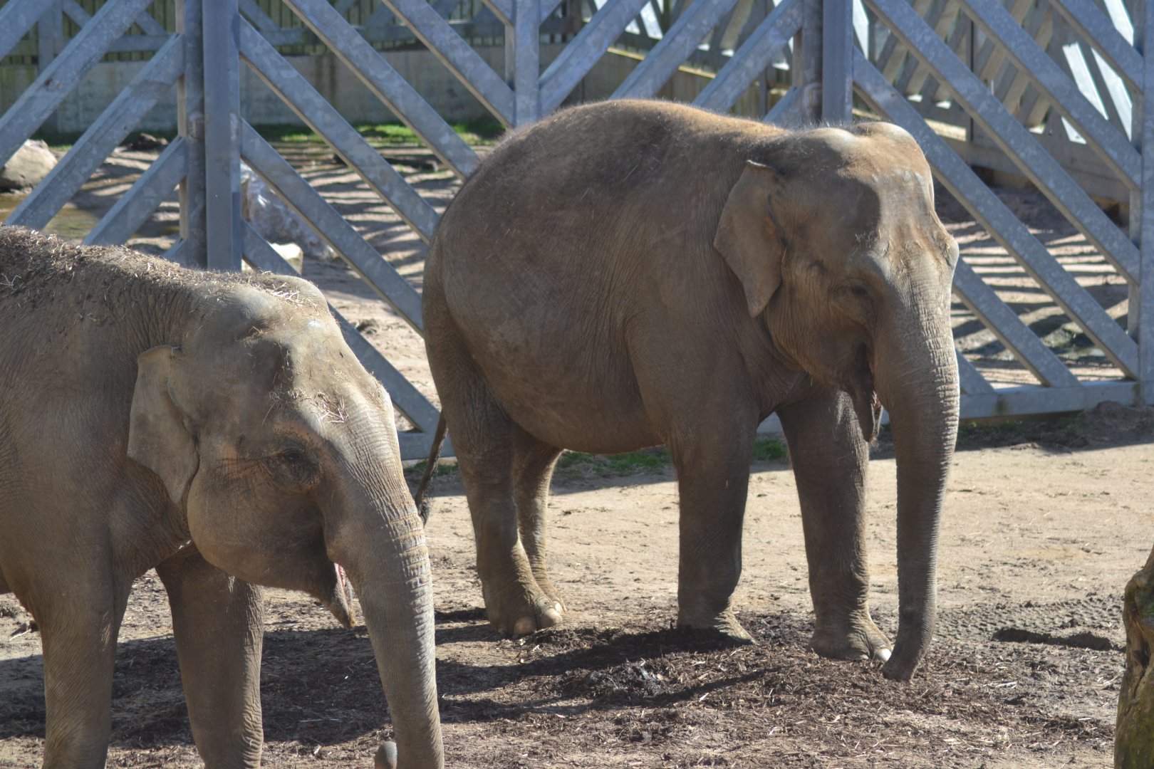 Asian elephants Noorjahan and Tara