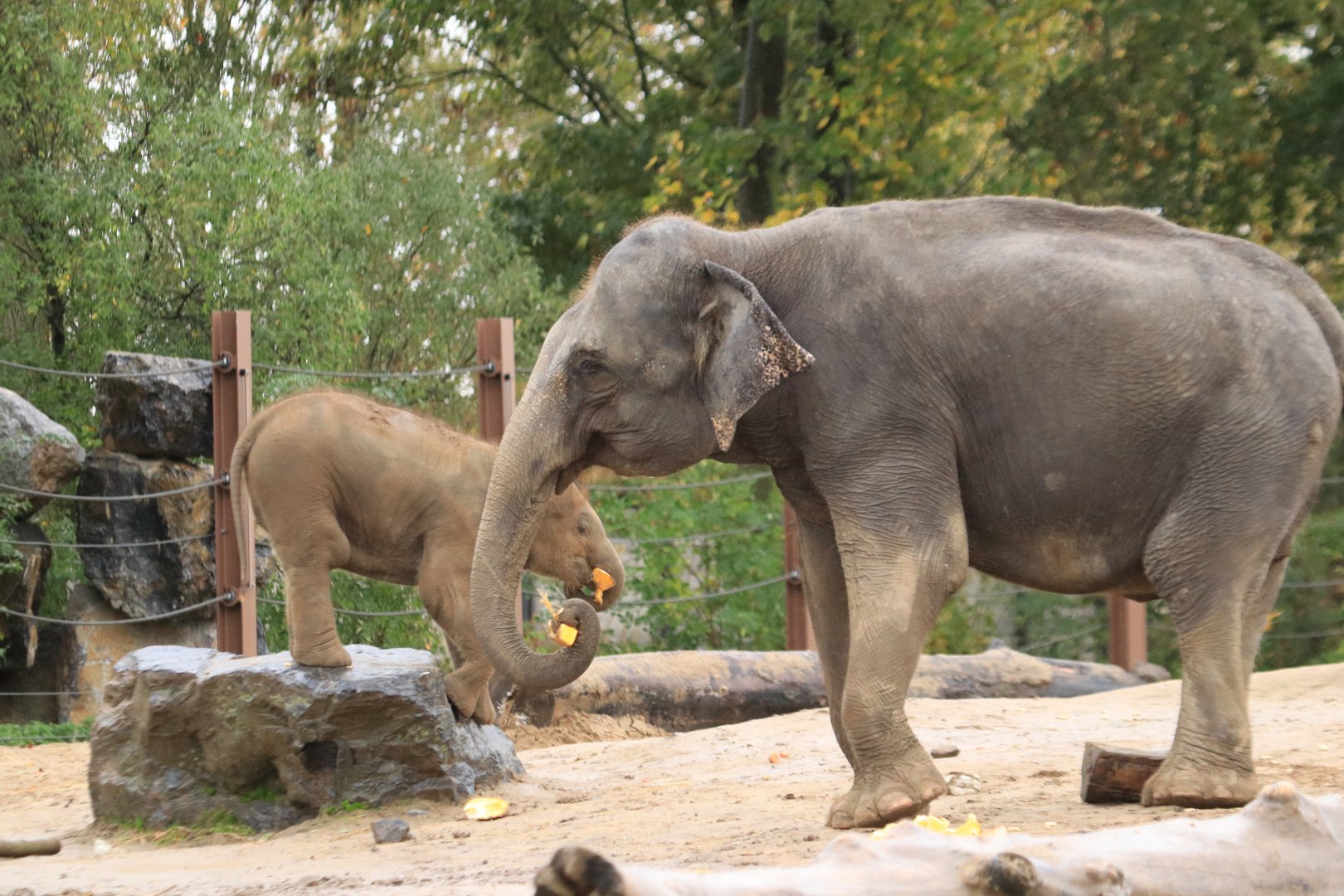 Asian elephants (November 2019)