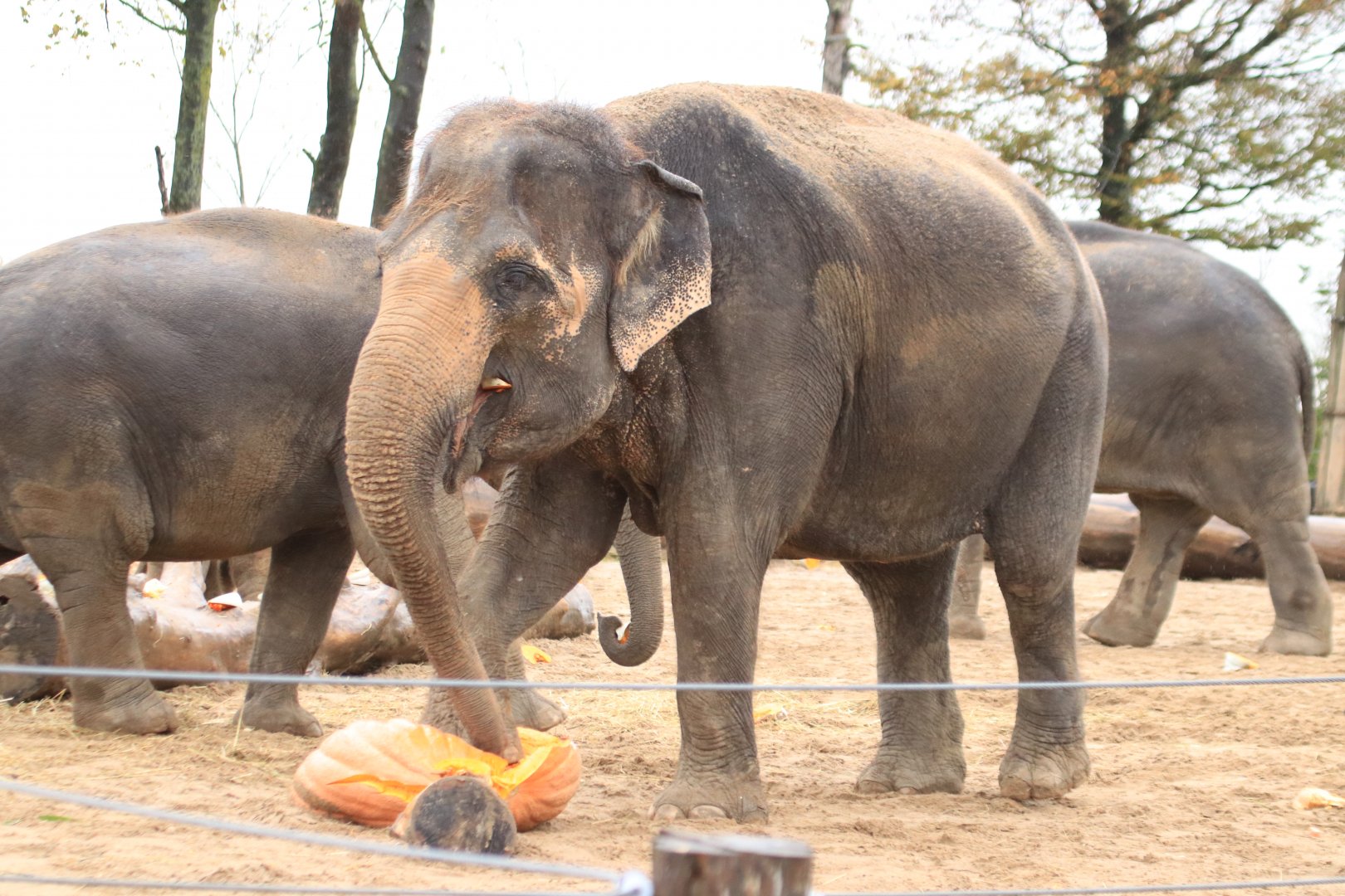 Asian elephants (November 2019)