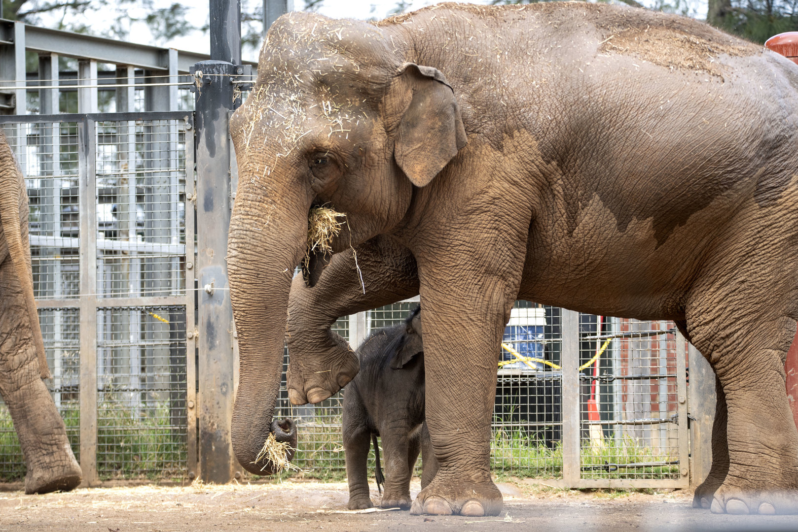 Asian Elephants 'Num Oi' and 'Aiyara'
