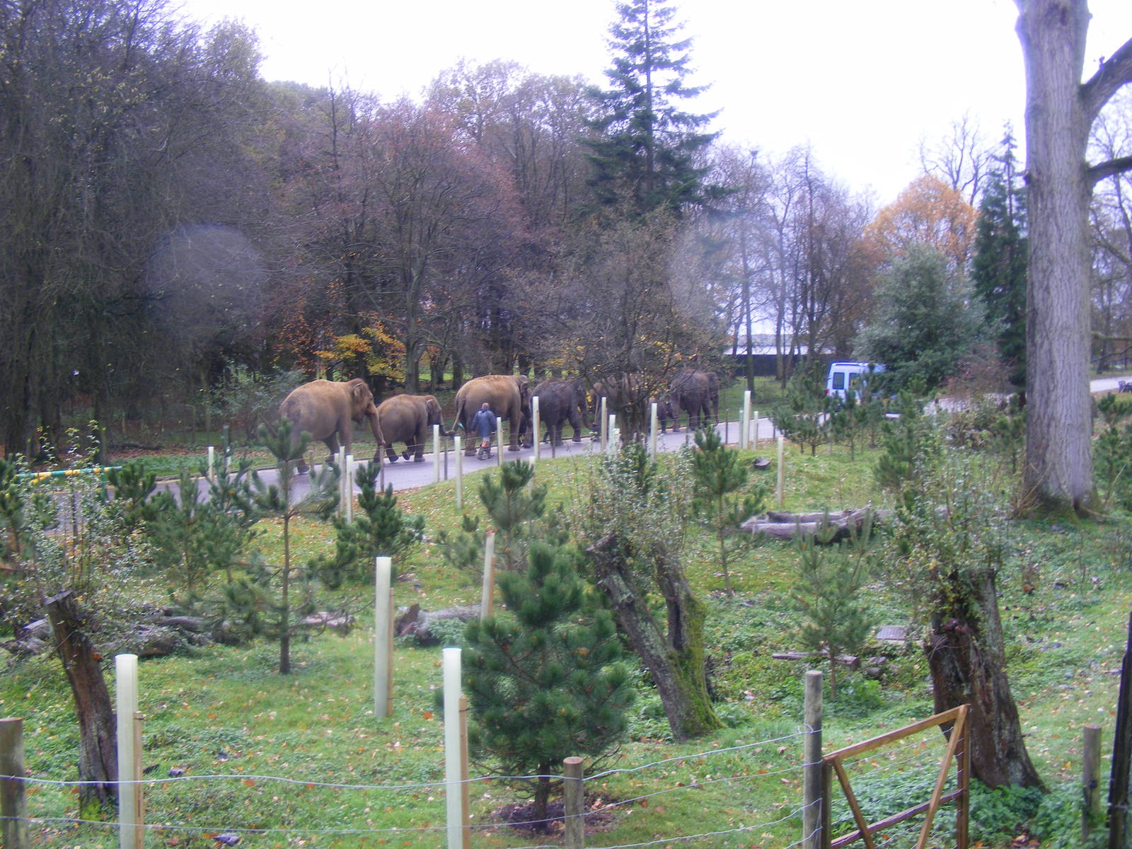 Asian elephants on walkabout at Whipsnade Zoo, 11 November 2010