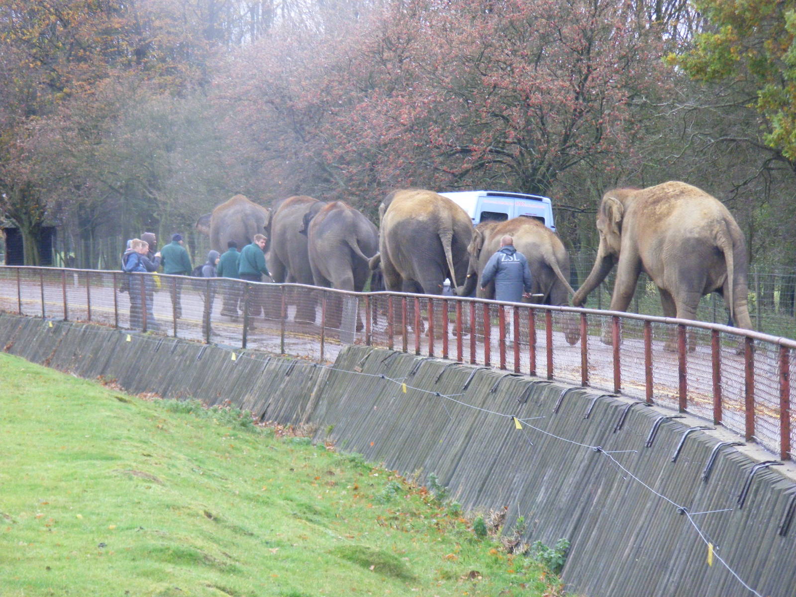 Asian elephants on walkabout at Whipsnade Zoo, 11 November 2010