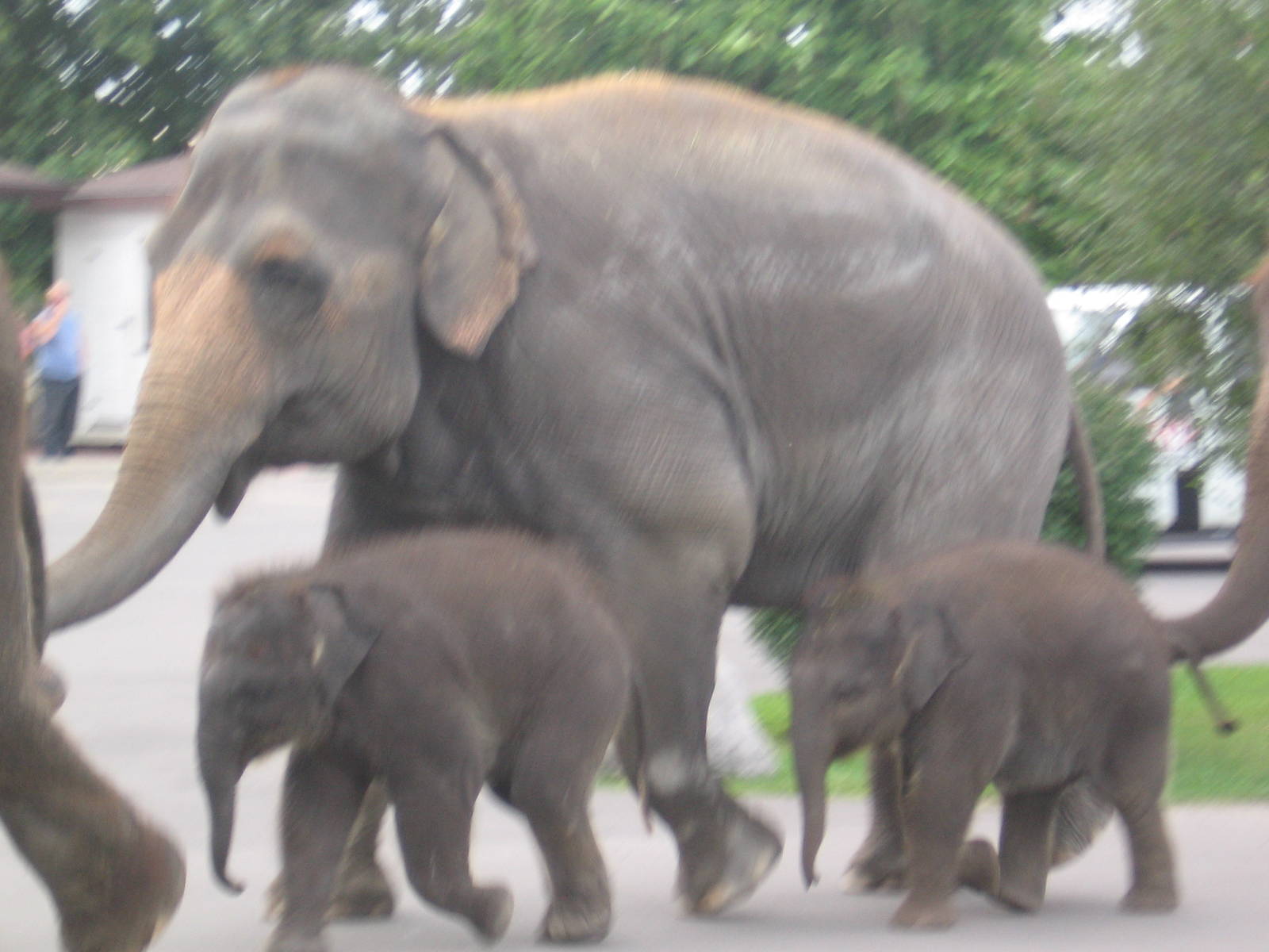 Asian Elephants Out for a Walk