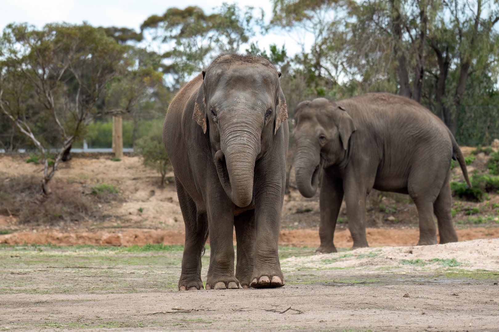 Asian elephants 'Pak Boon' and 'Tang Mo'