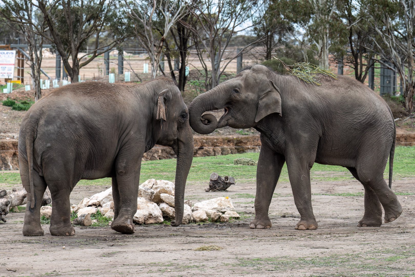 Asian elephants 'Pak Boon' and 'Tang Mo'