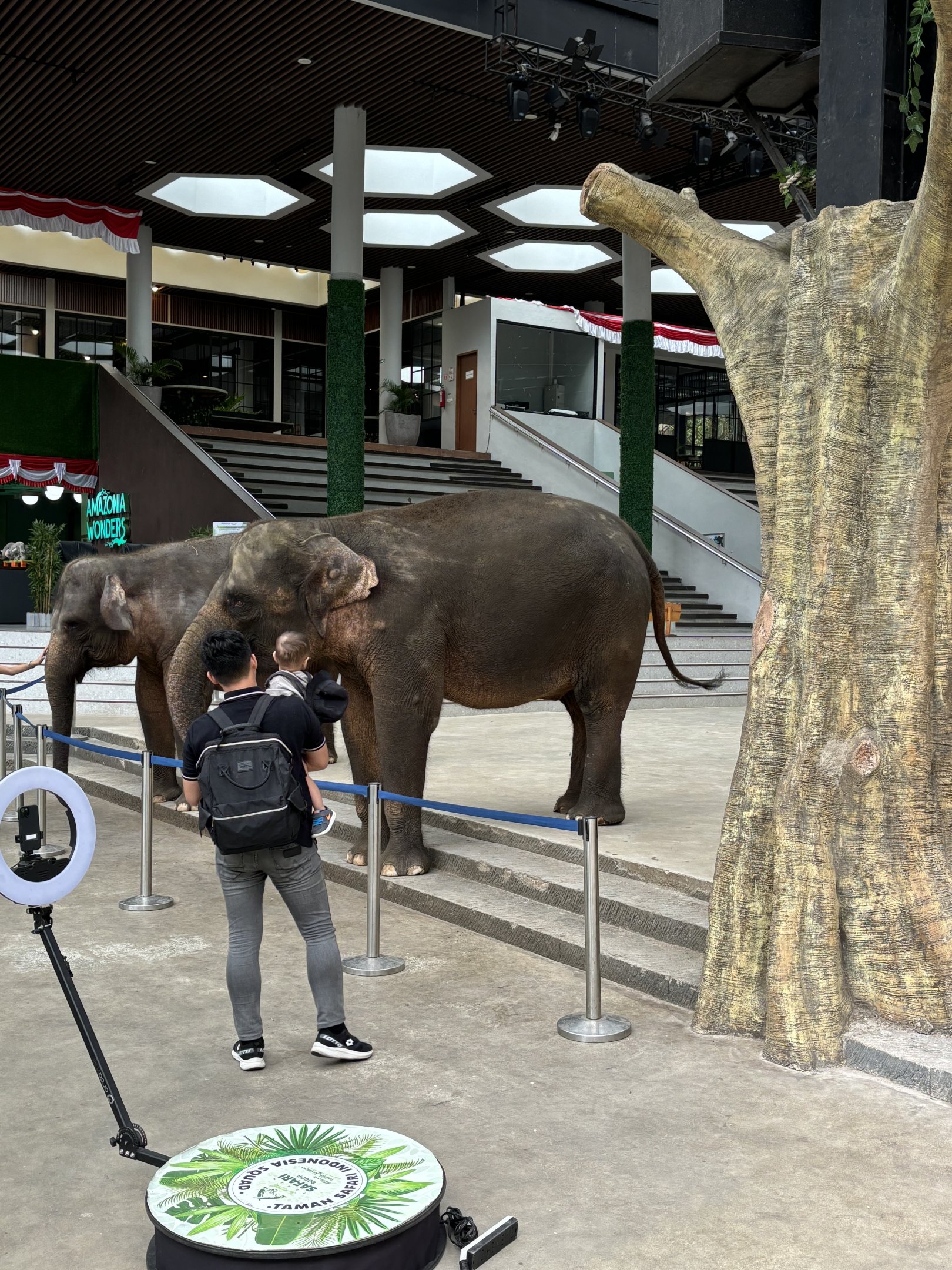 Asian Elephants - petting area