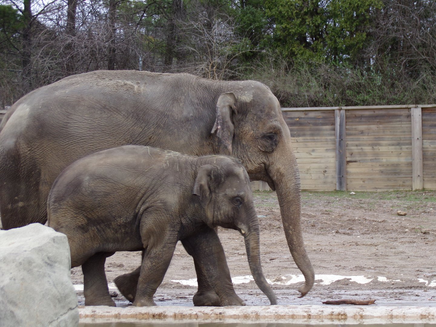 Asian Elephants, Phoebe and calf Frankie