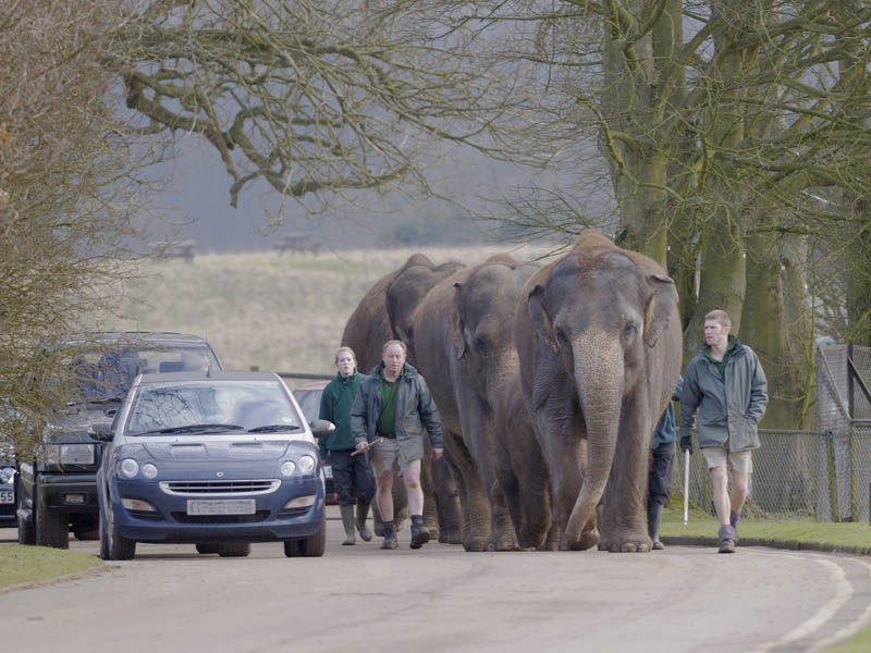 Asian elephants returning to their enclosure (1)