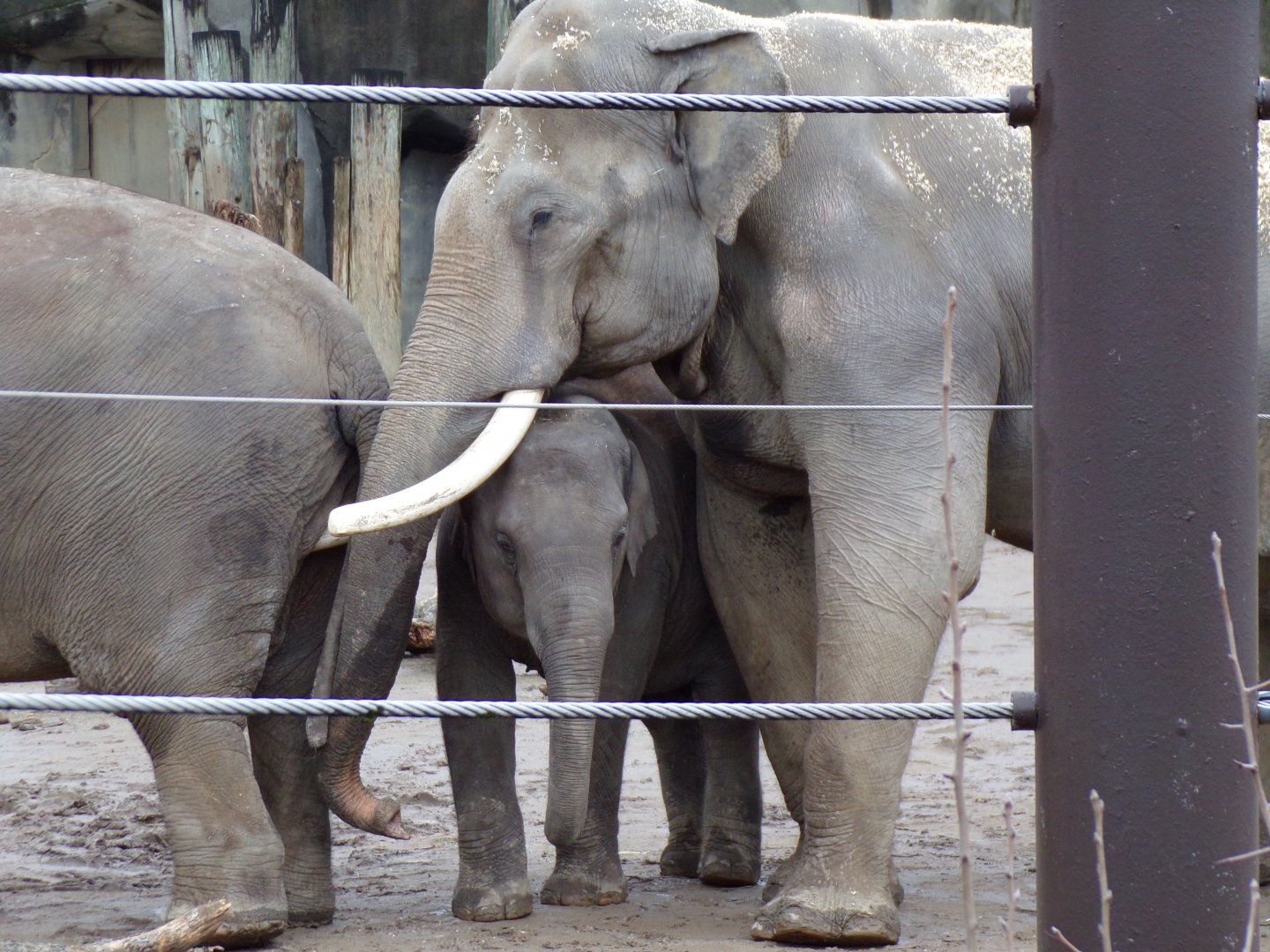 Asian Elephants, Sabu and Frankie