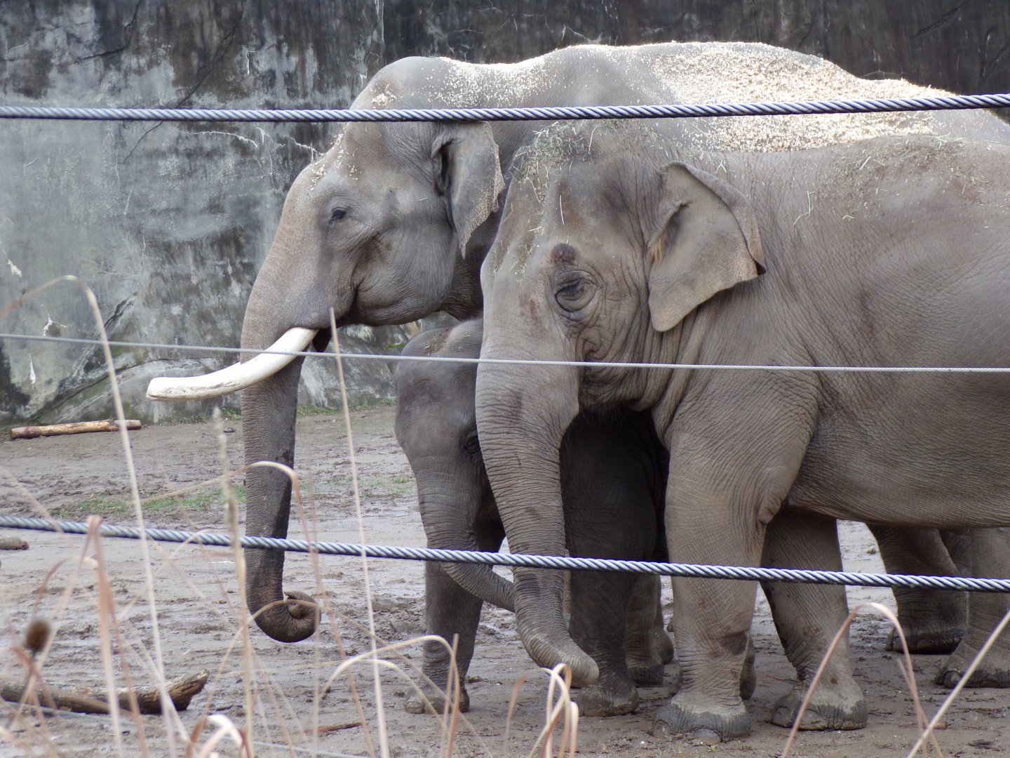Asian Elephants, Sabu, Sunny and Frankie