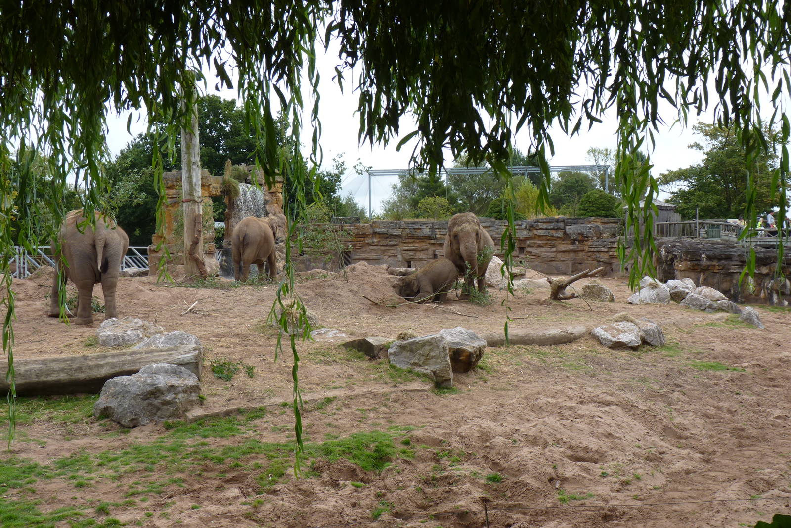 Asian Elephants, September 2016