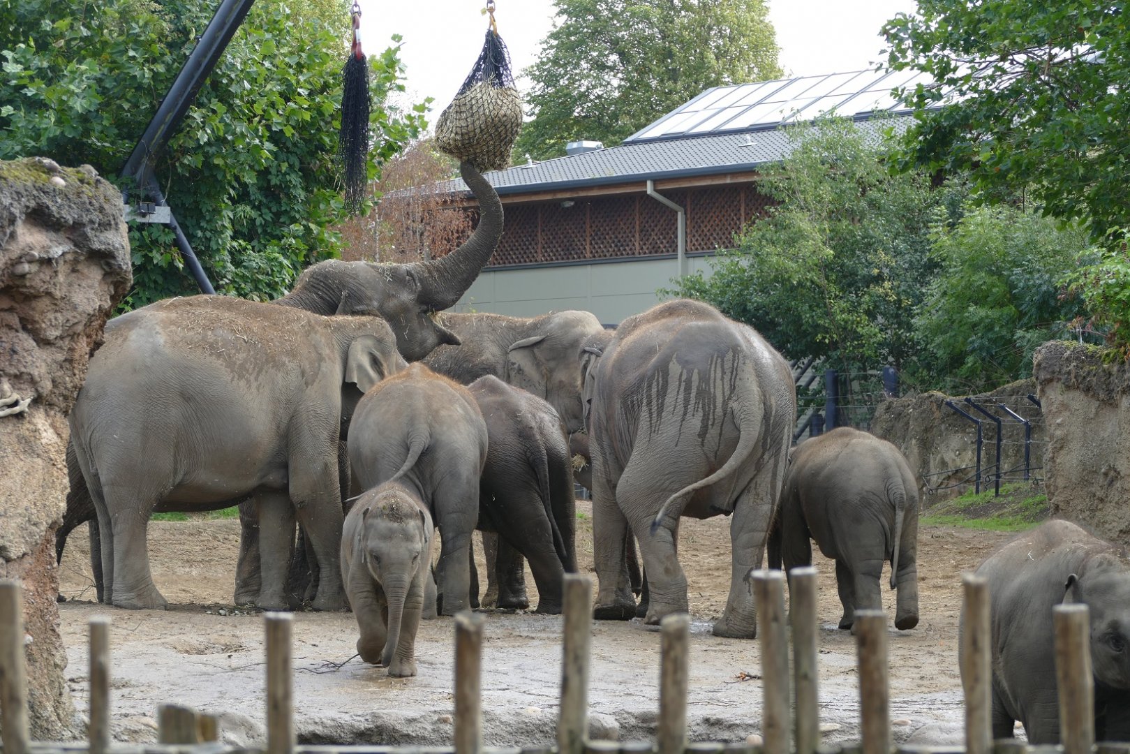 Asian elephants, September 2018