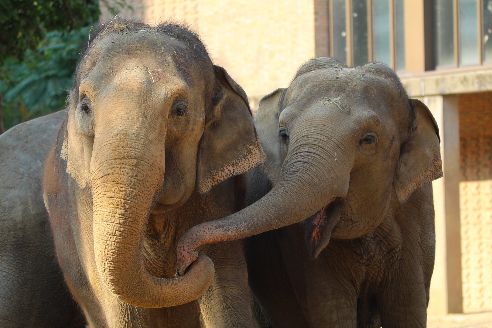 Asian Elephants- September 2024