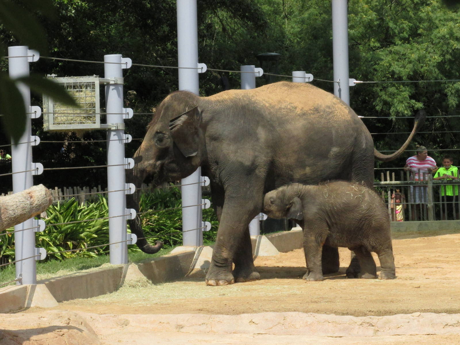 Asian Elephants Shanti and Duncan Houston Zoo