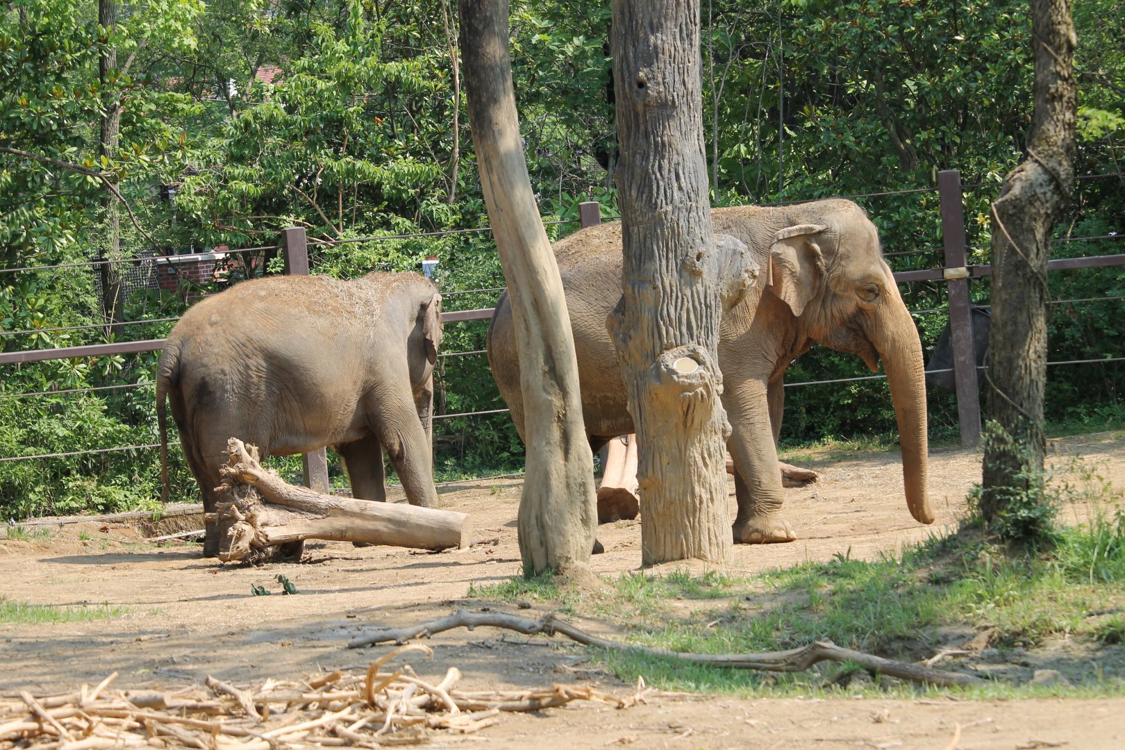 Asian Elephants Ssp. ID