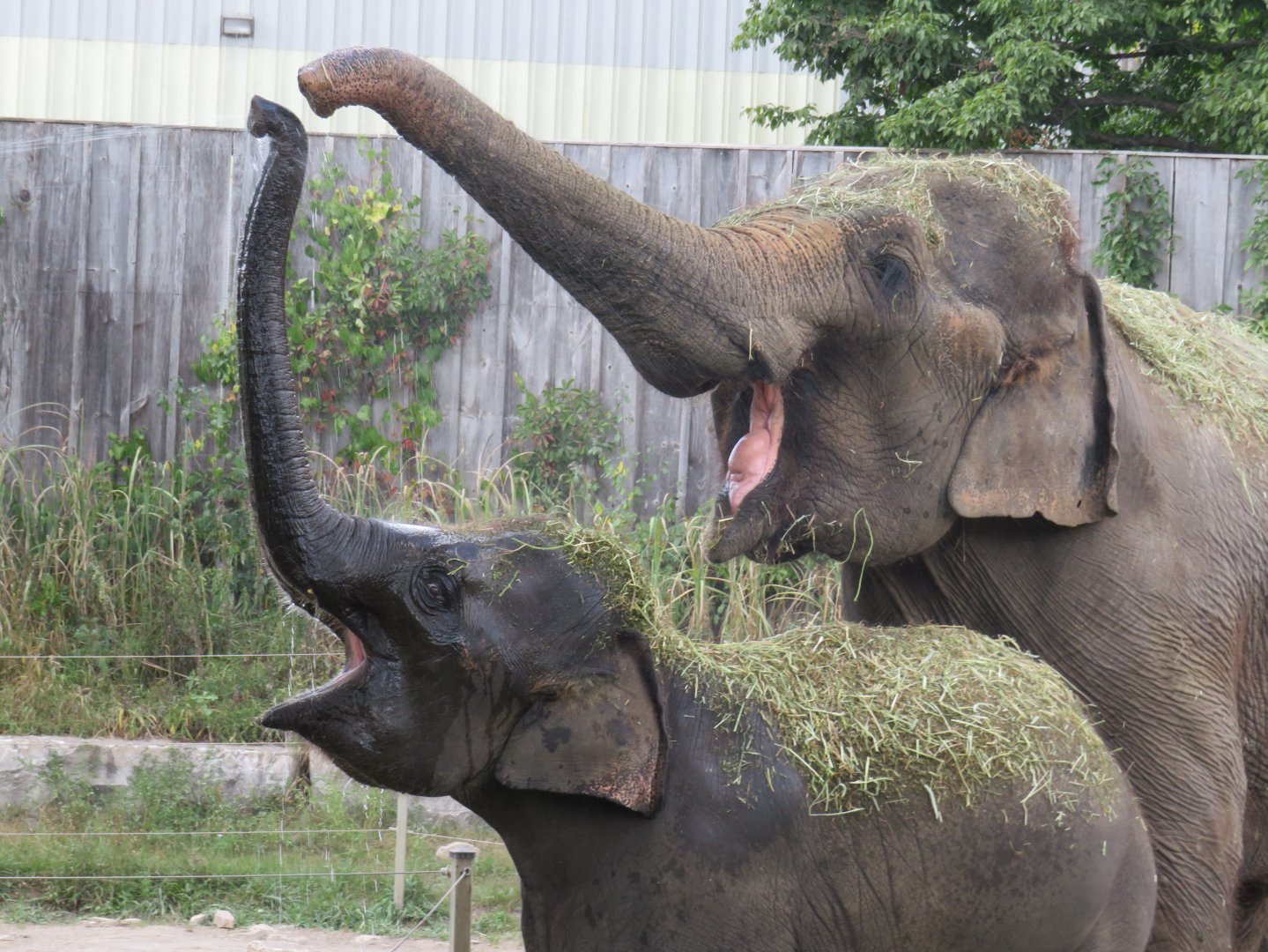 Asian elephants sucking up water