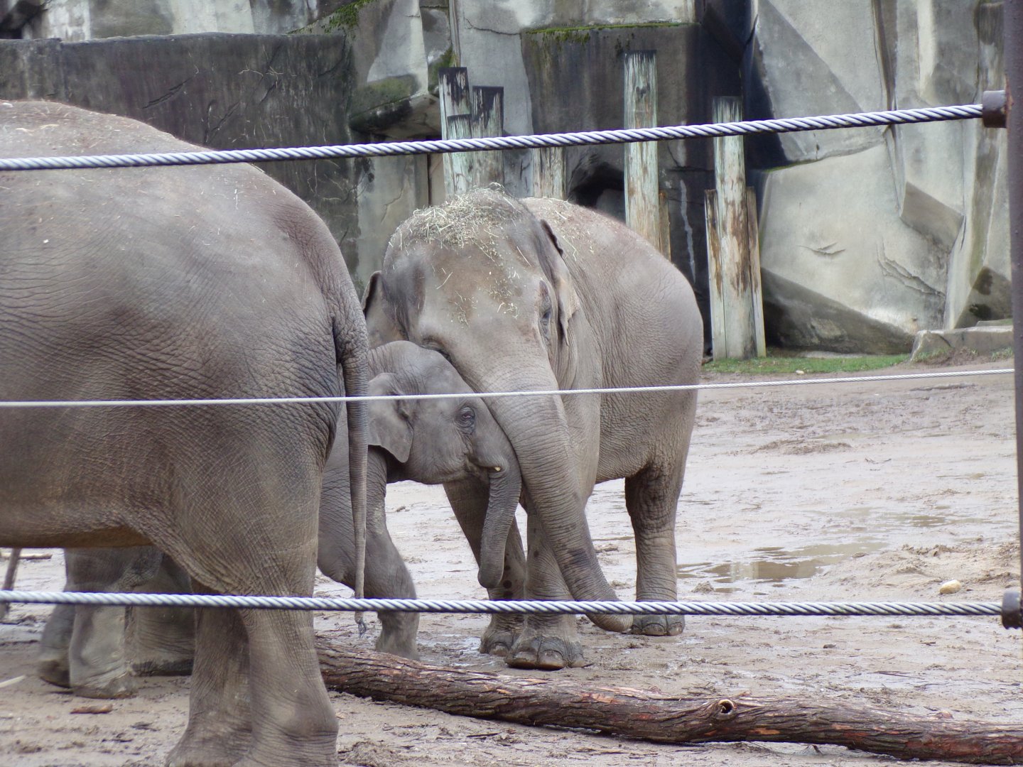 Asian Elephants, Sunny and Frankie