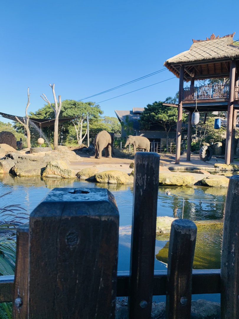 Asian Elephant’s T’ang Mo and Pak Boon