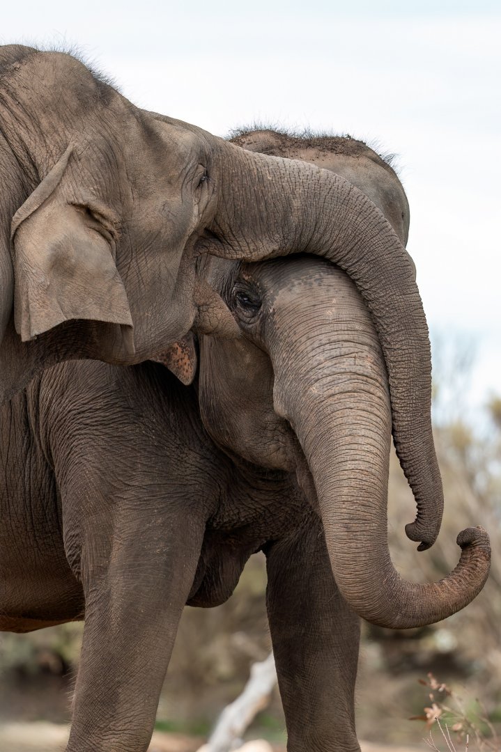 Asian elephants 'Tang Mo' and 'Pak Boon'