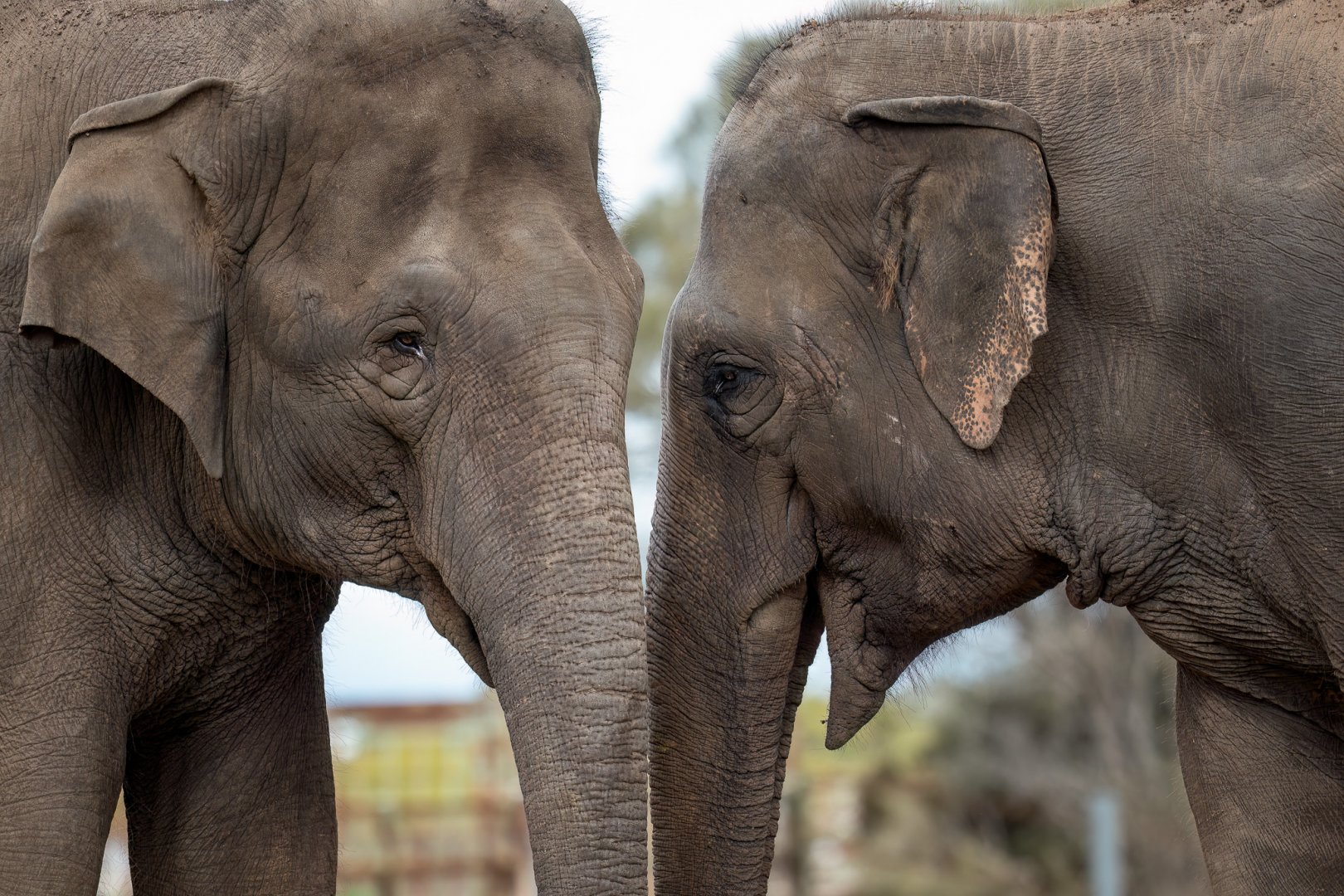 Asian elephants 'Tang Mo' and 'Pak Boon'