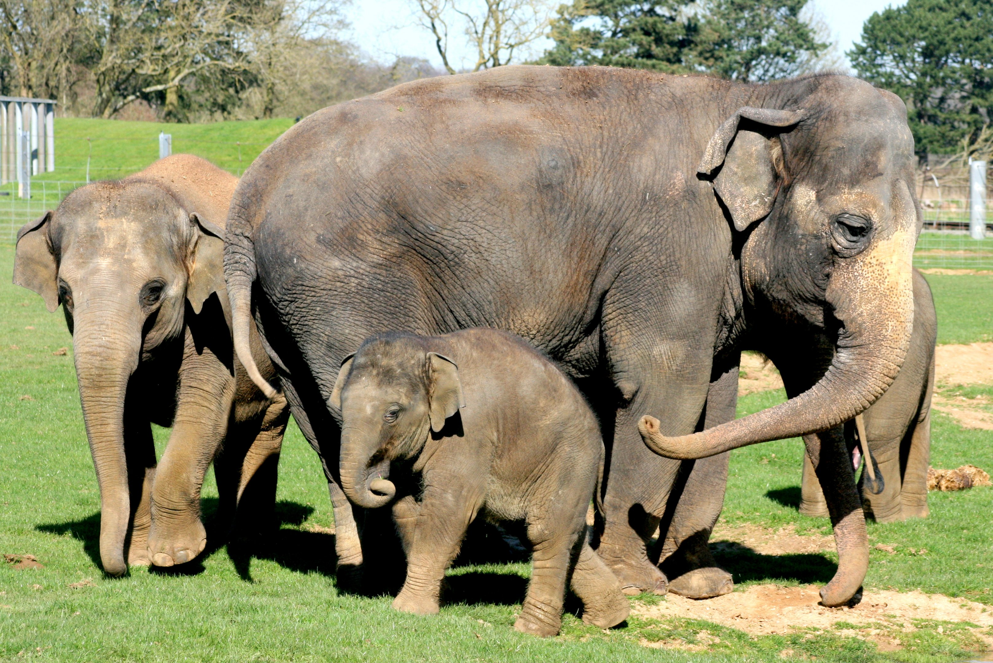 Asian Elephants; Whipsnade; 25th March 2017