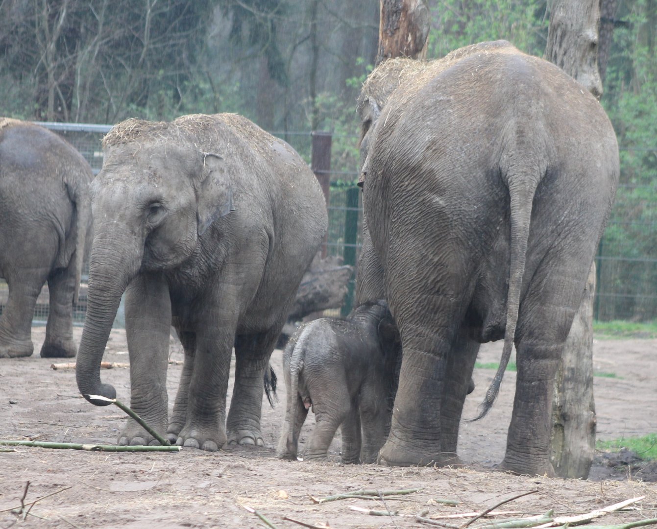 Asian elephants with calf