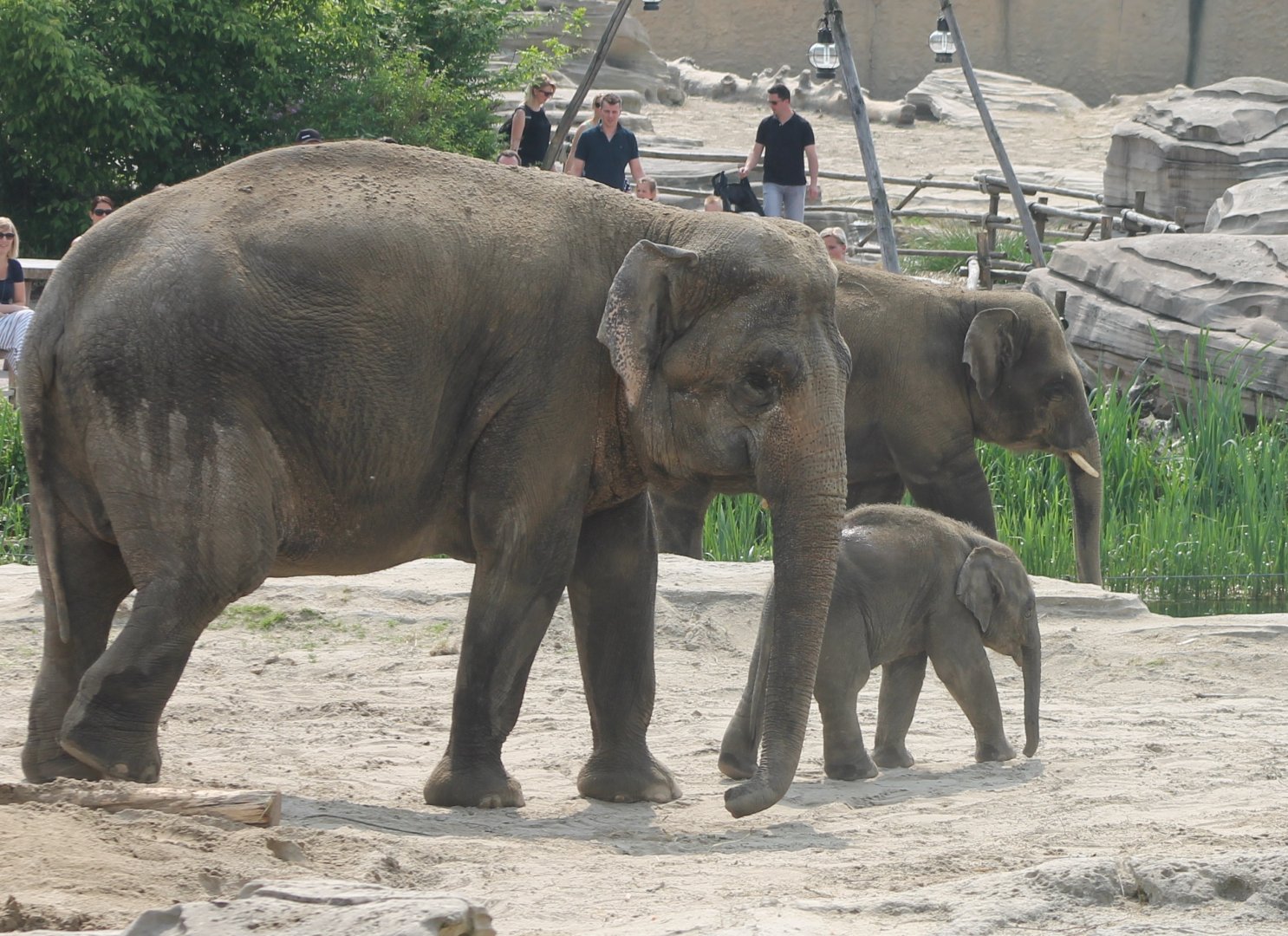 Asian elephants with calf
