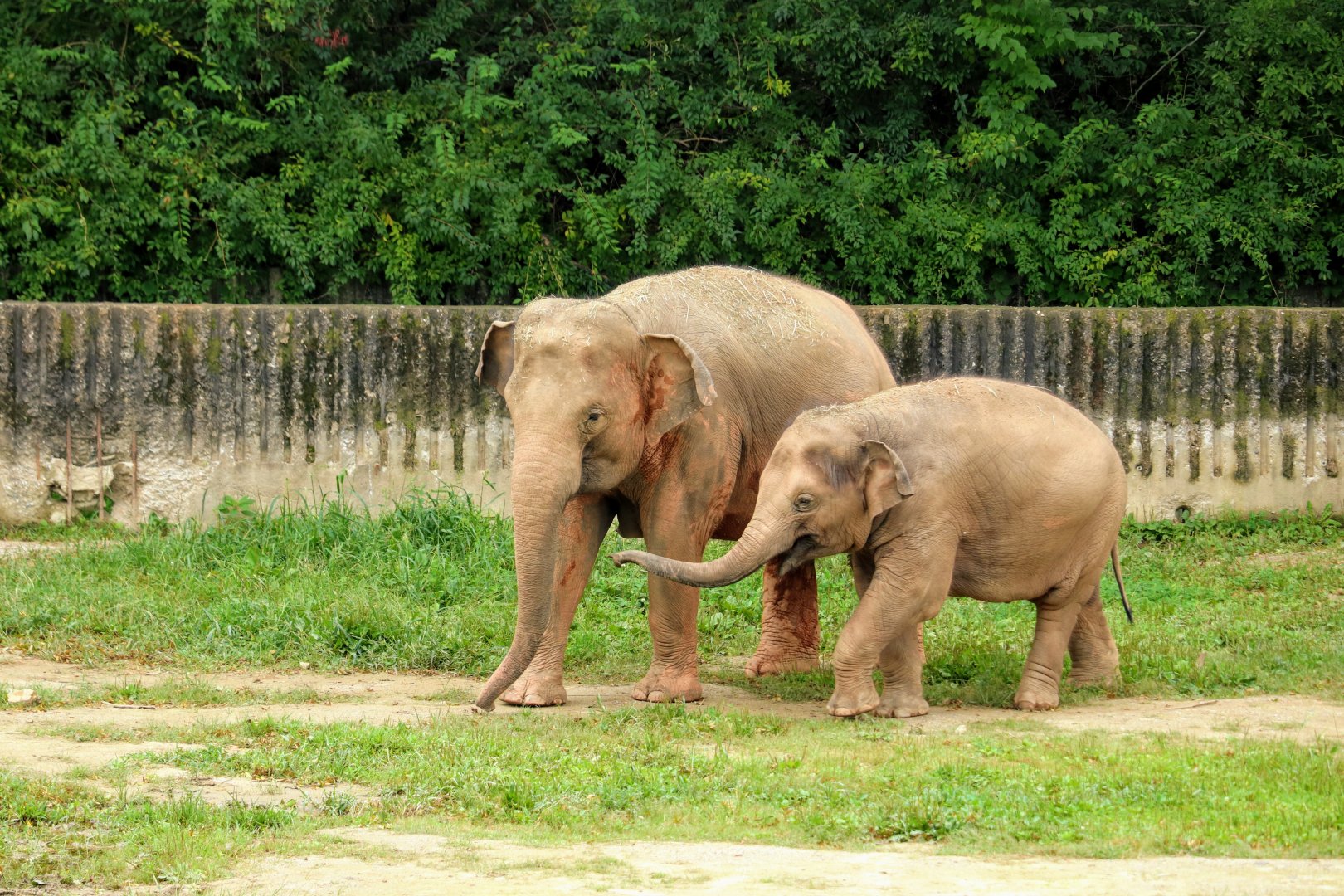 Asian Elephants - with mother and her calf