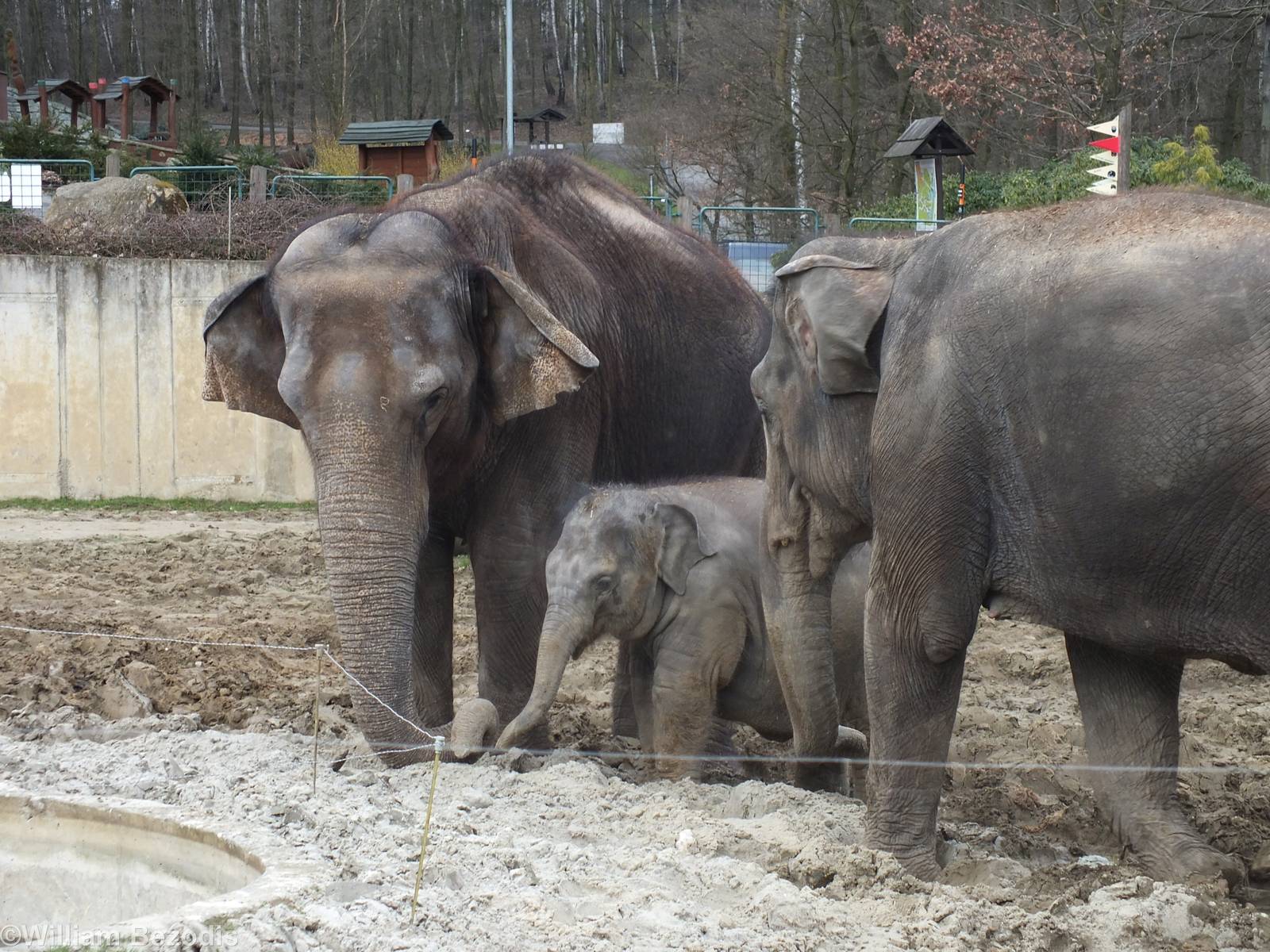 Asian Elephants with Youngster