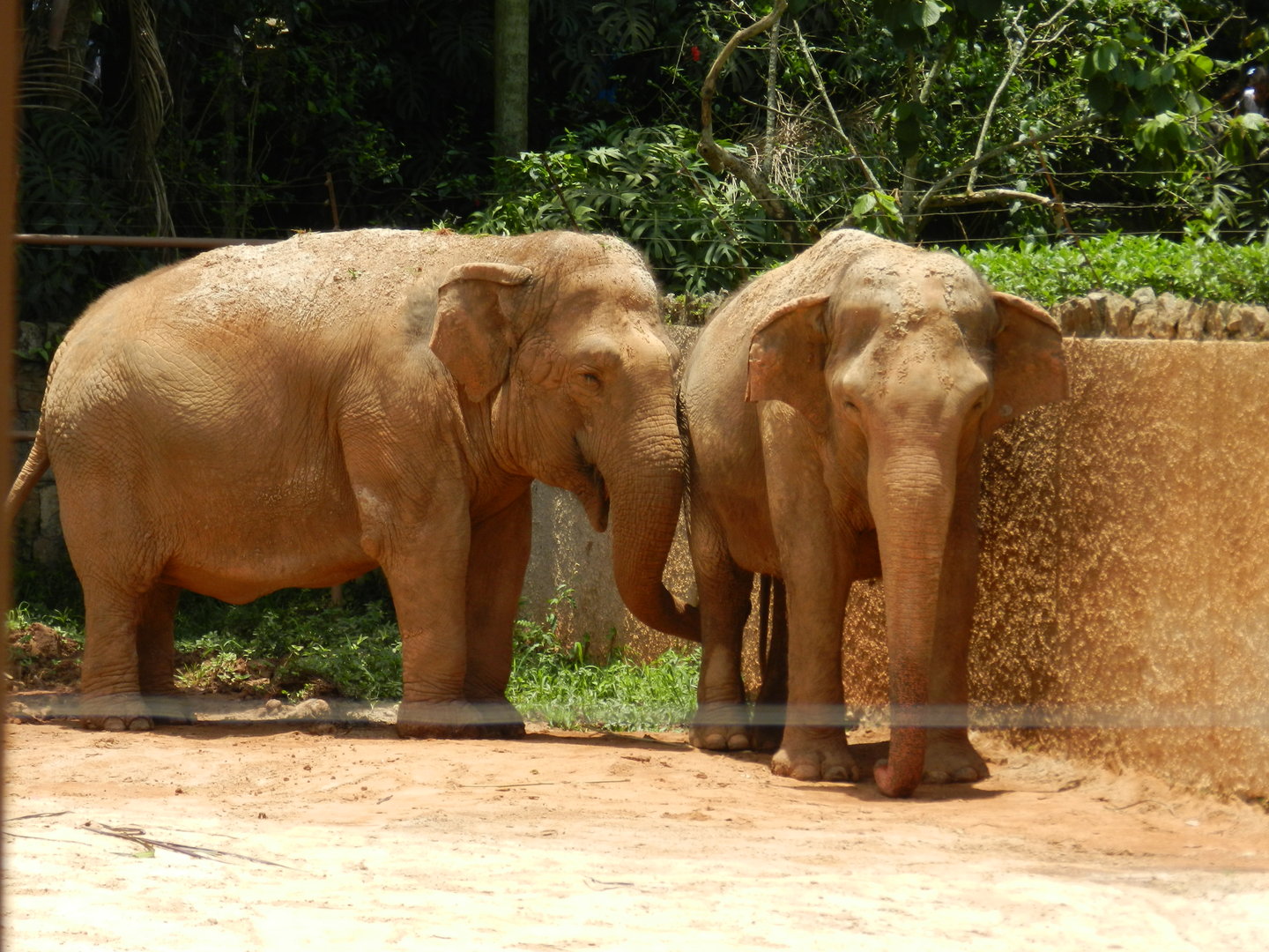 Asian elephants - Zoo São Paulo