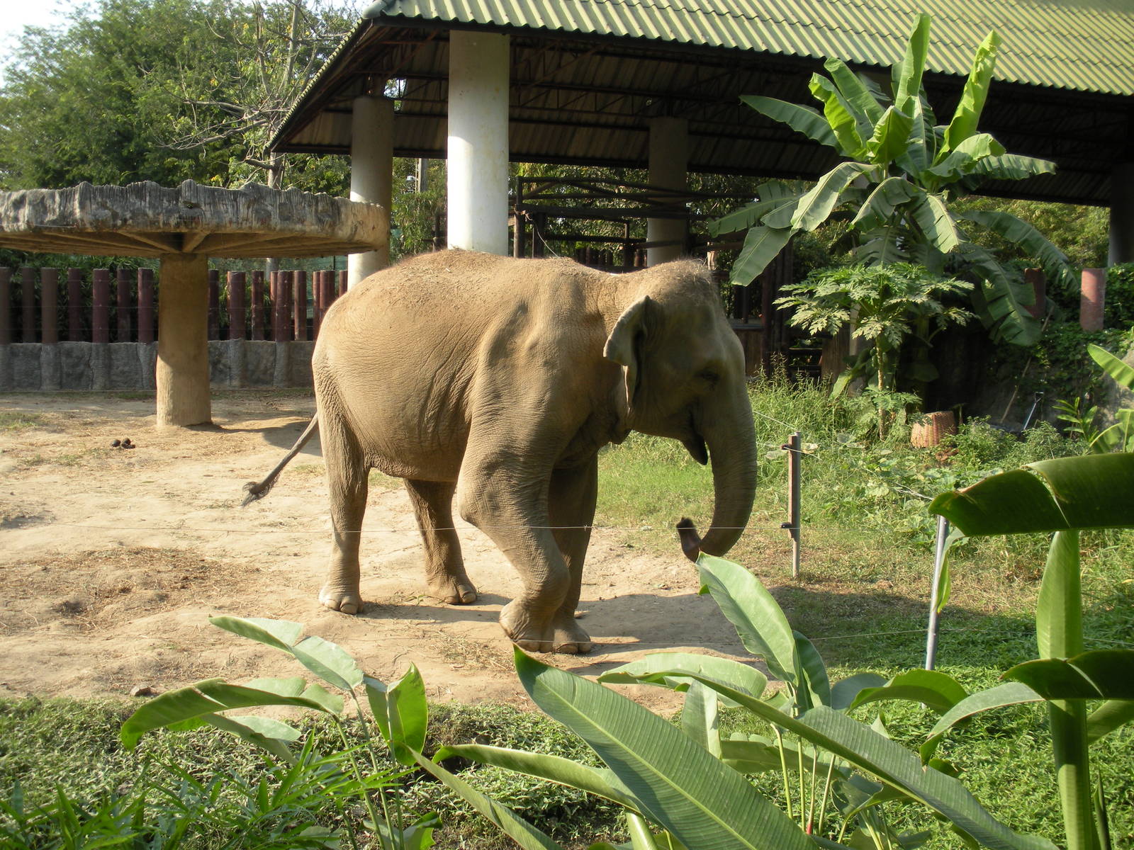 Asian Elephants
