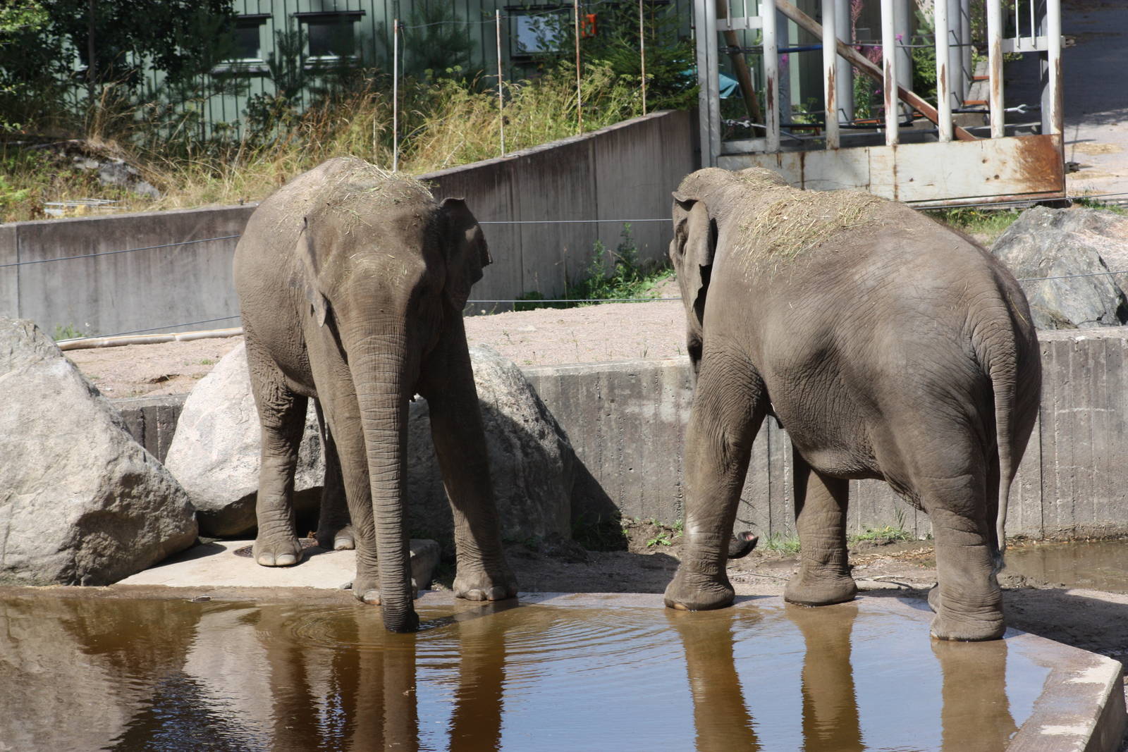 Asian elephants