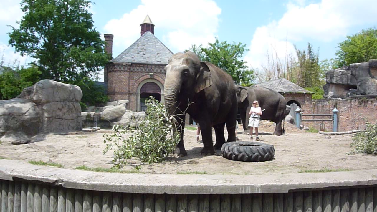 Asian Elephants