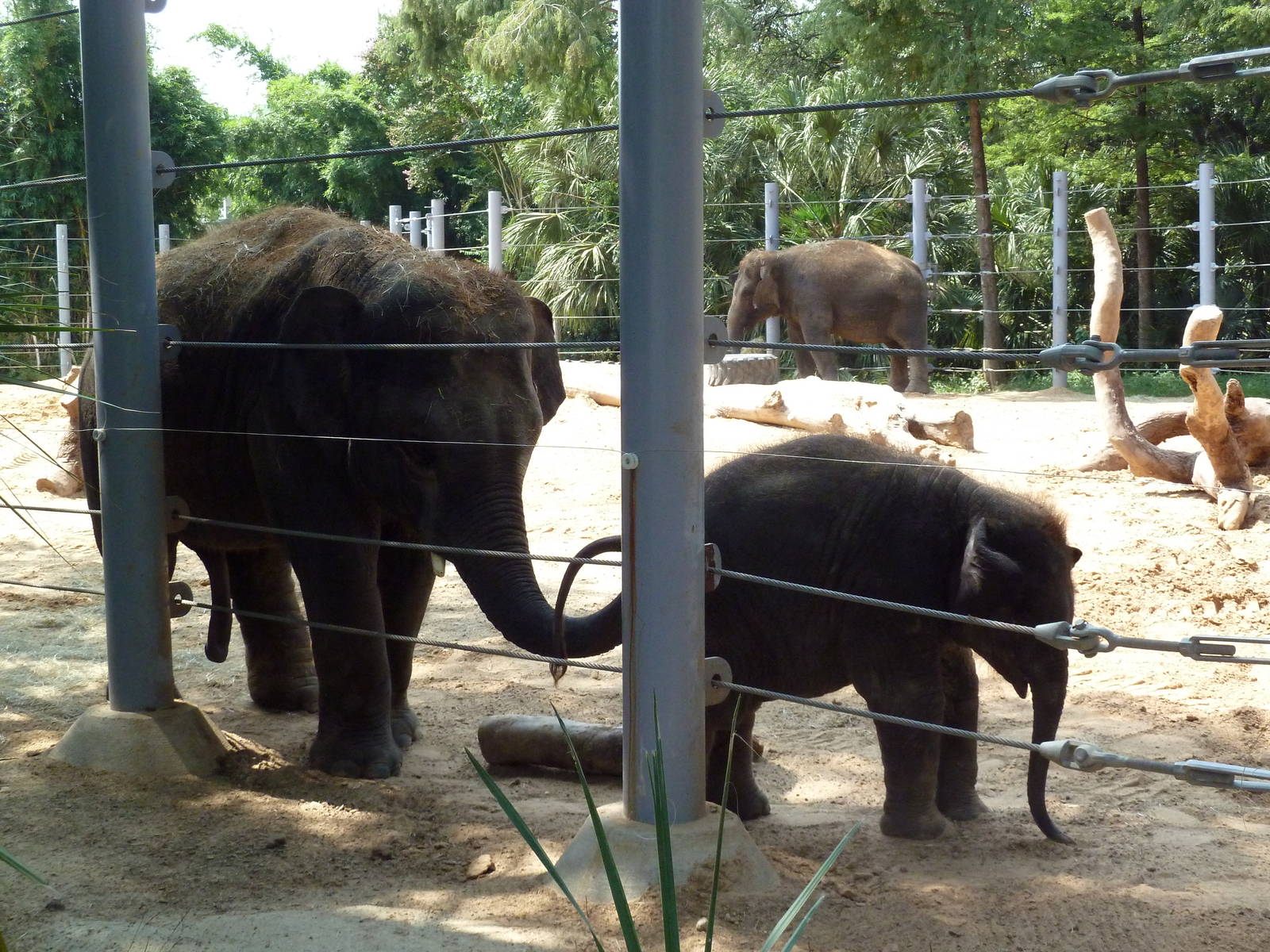Asian Elephants