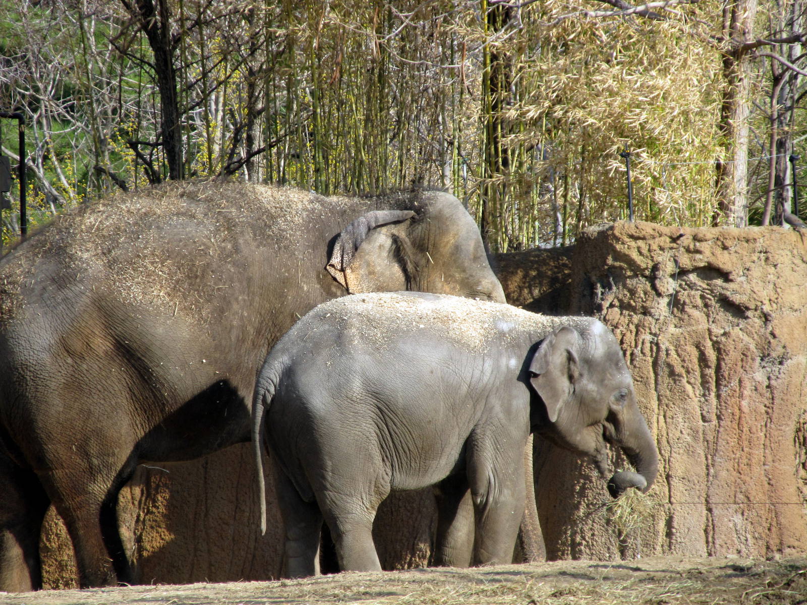 Asian Elephants