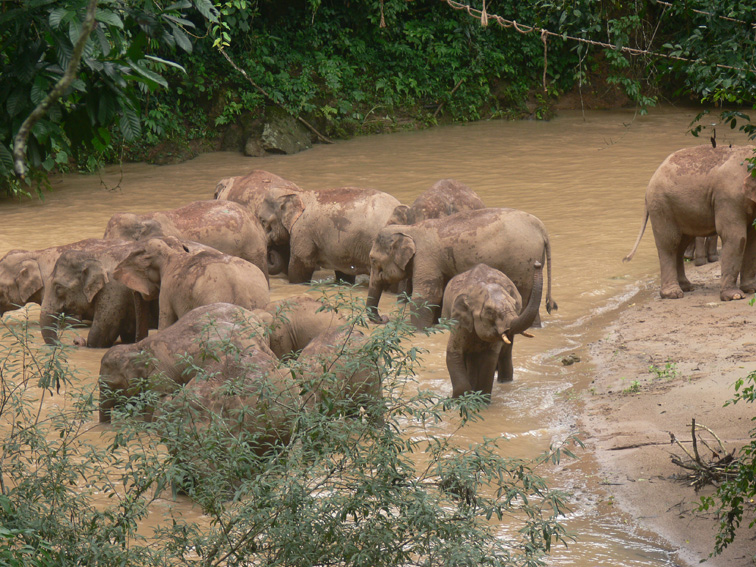 Asian elephants