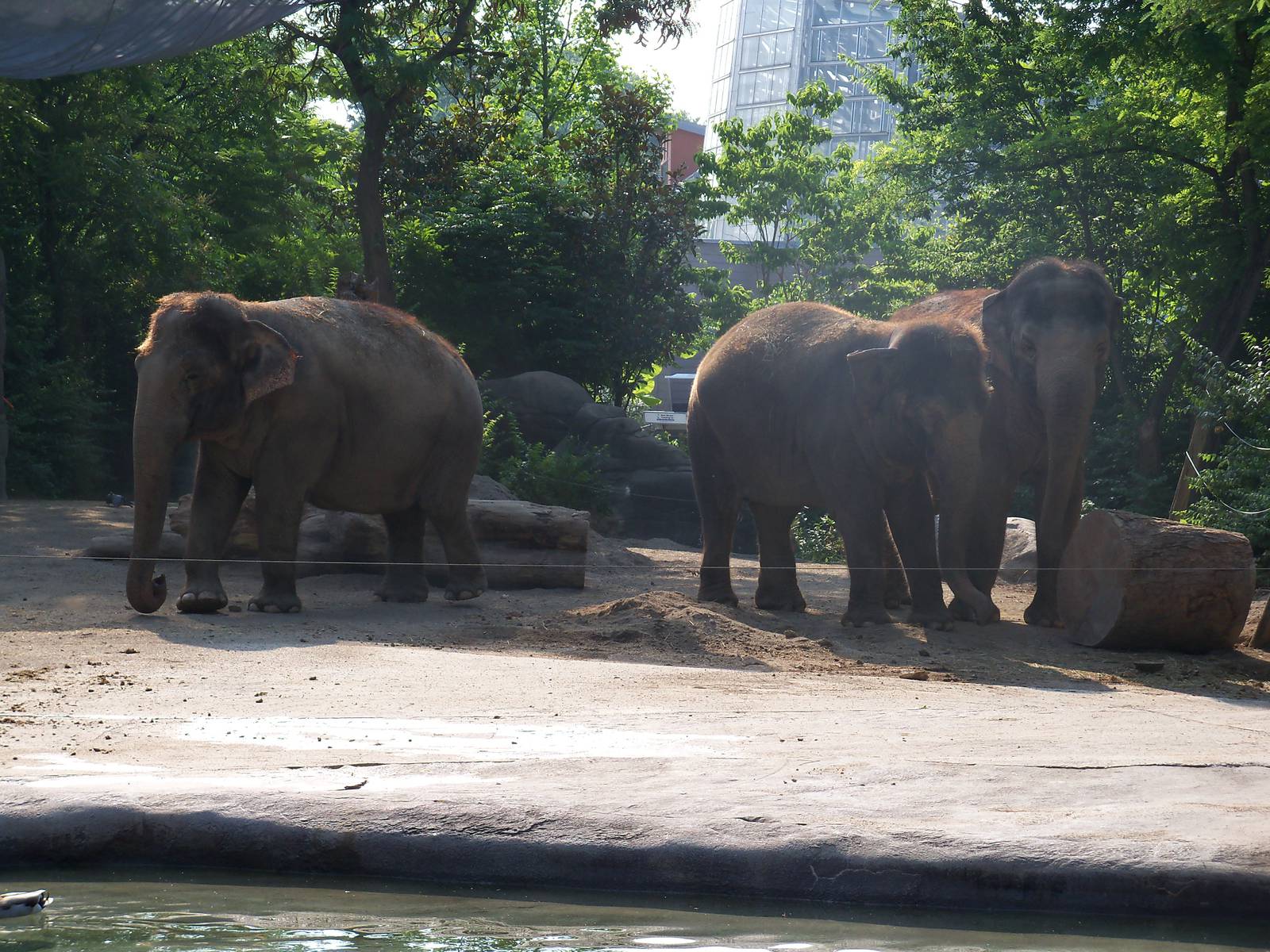 Asian Elephants